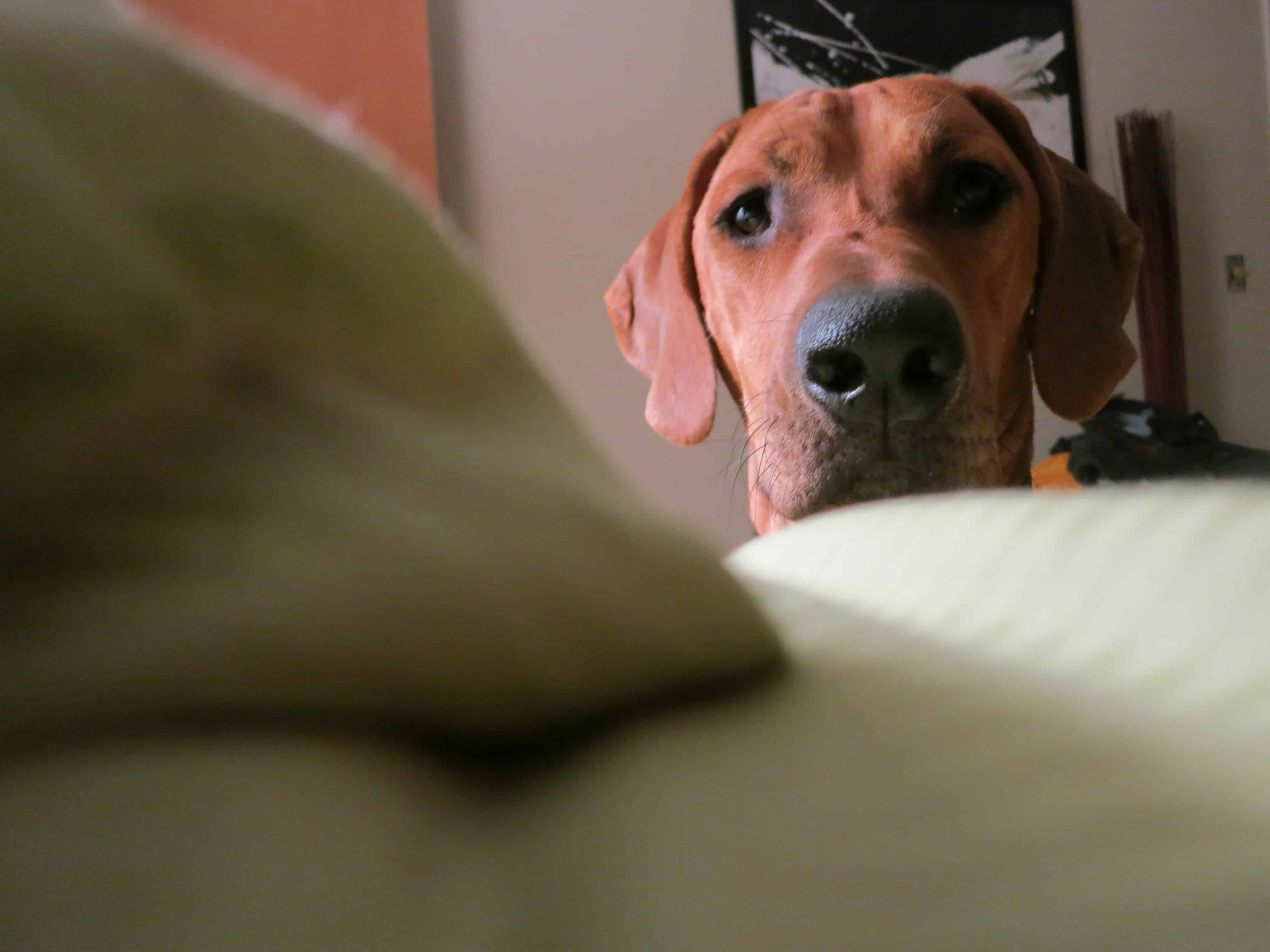 Rhodesian Ridgeback, pet adventure