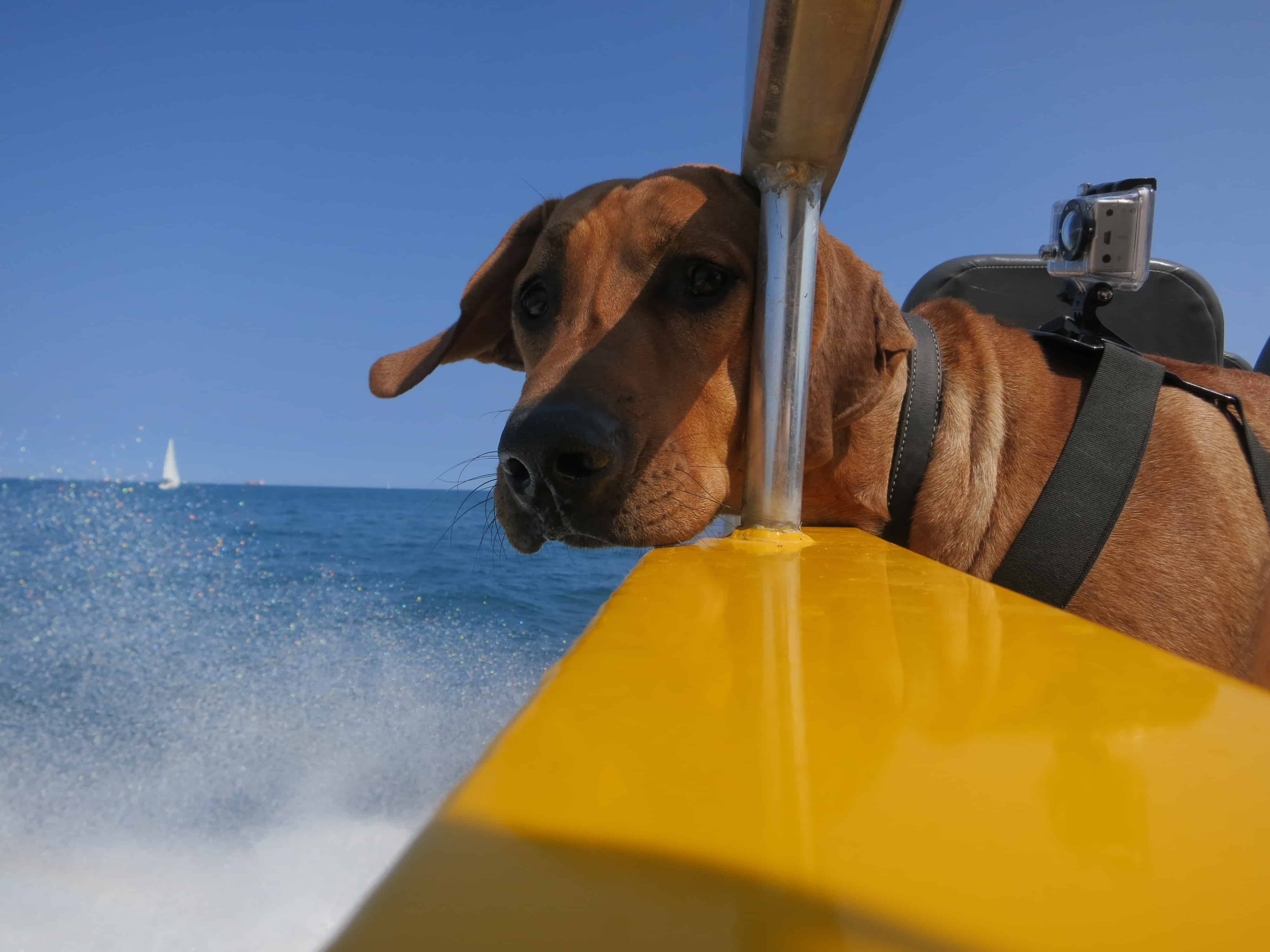 rhodesian ridgeback, dog blog