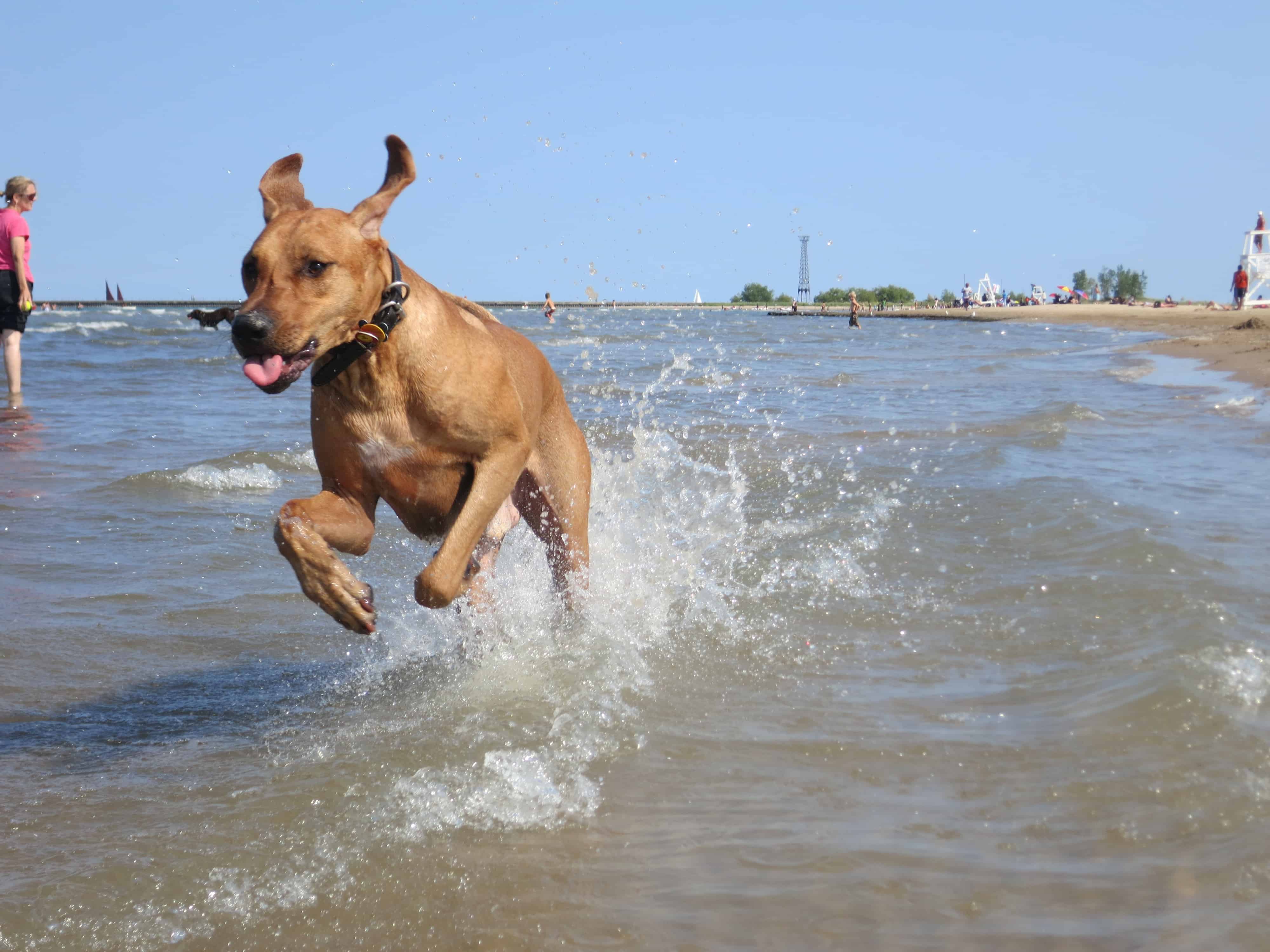 rhodesian ridgeback, pet friendly blog