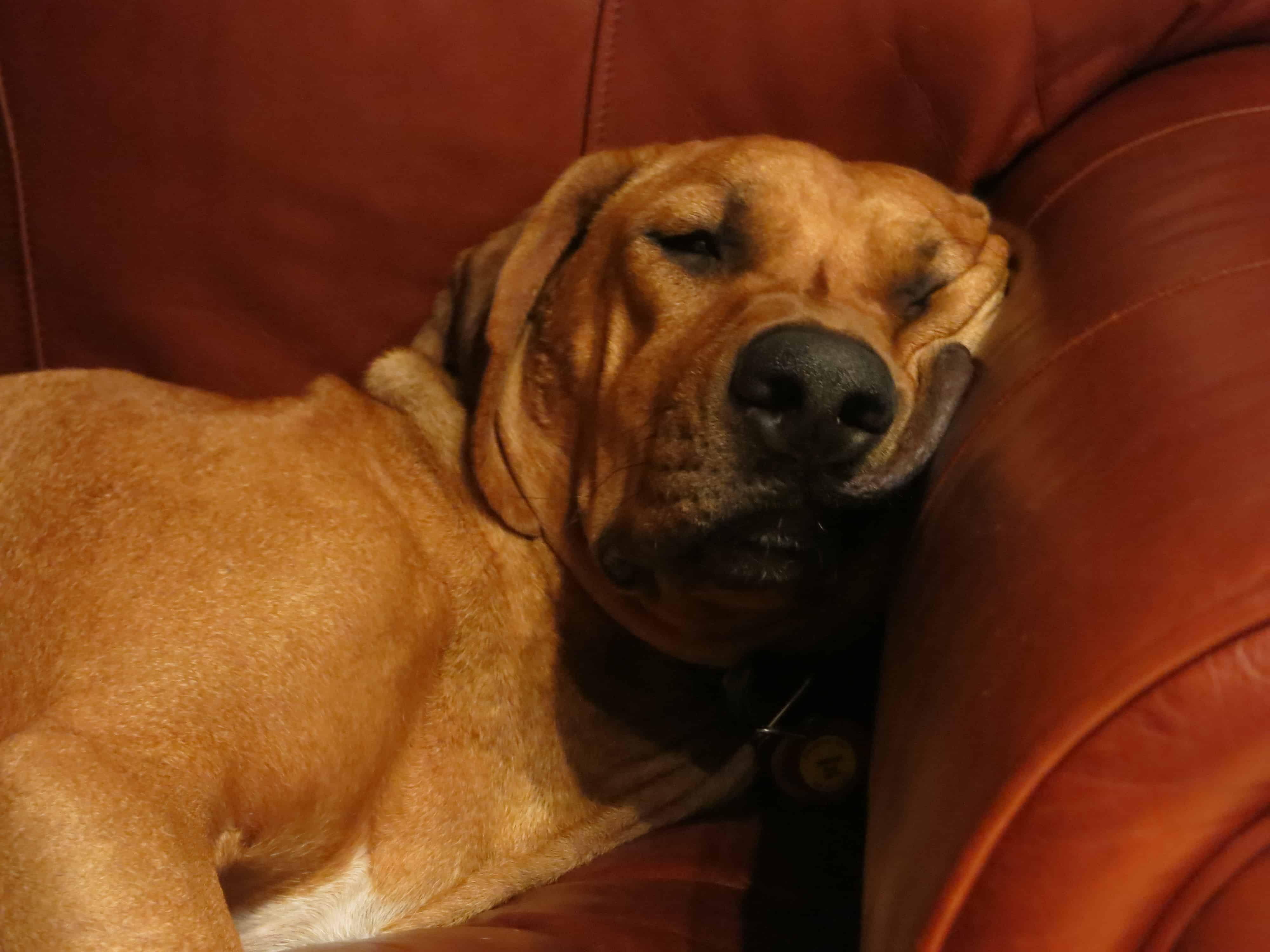 pet blog rhodesian ridgeback