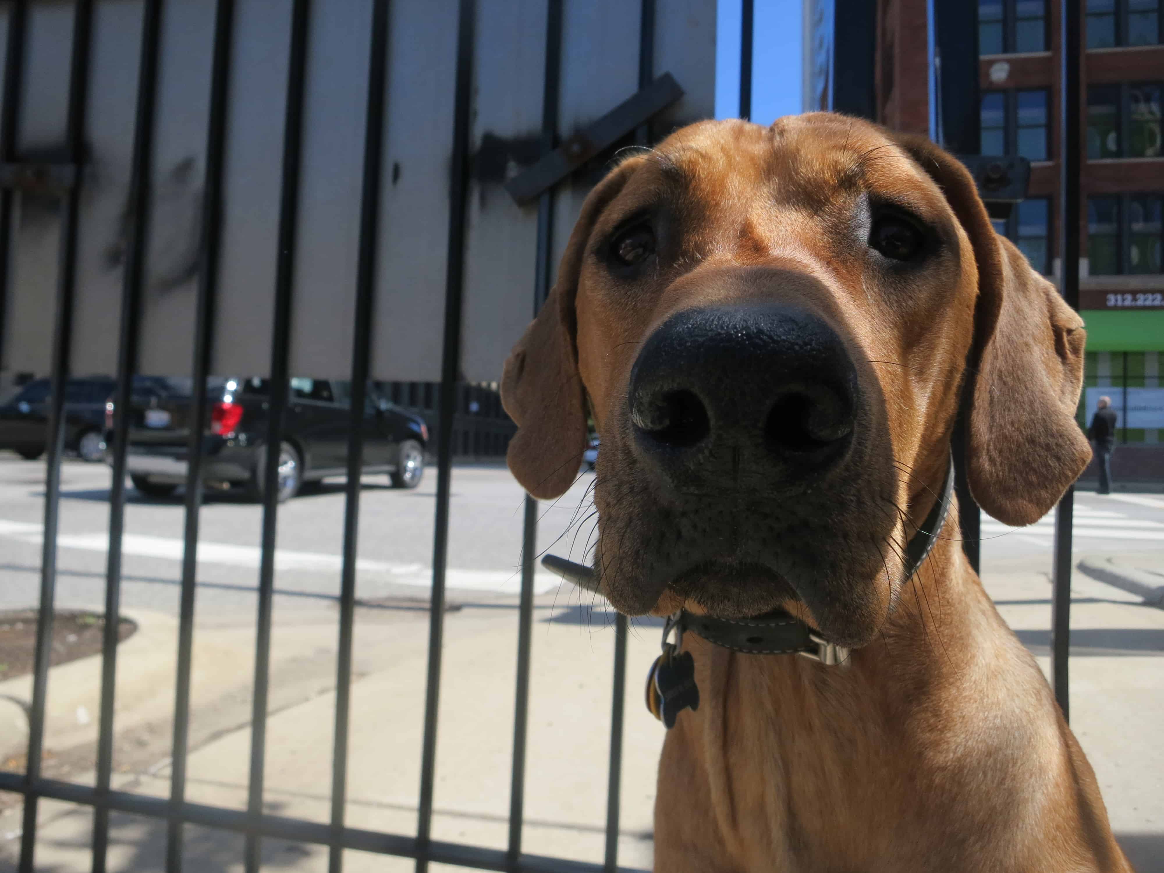 pet friendly blog, rhodesian ridgeback