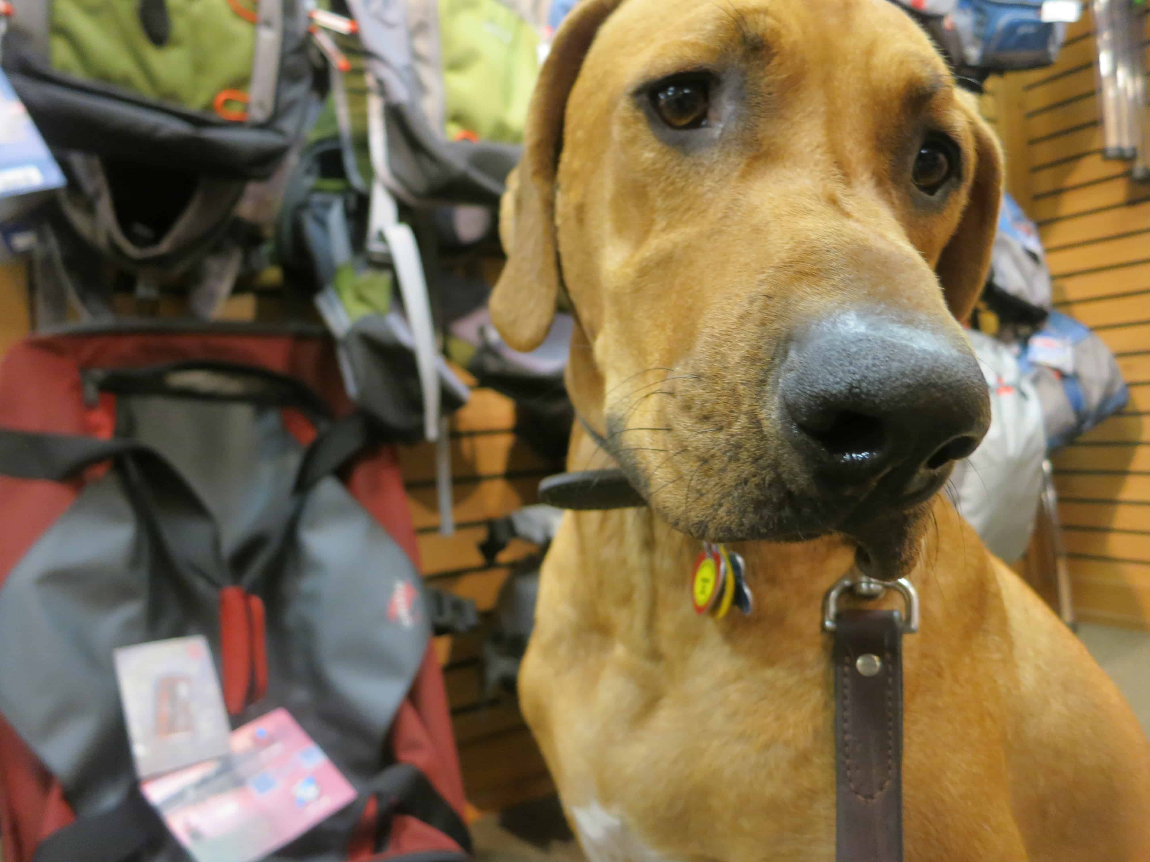 pet adventure, rhodesian ridgeback