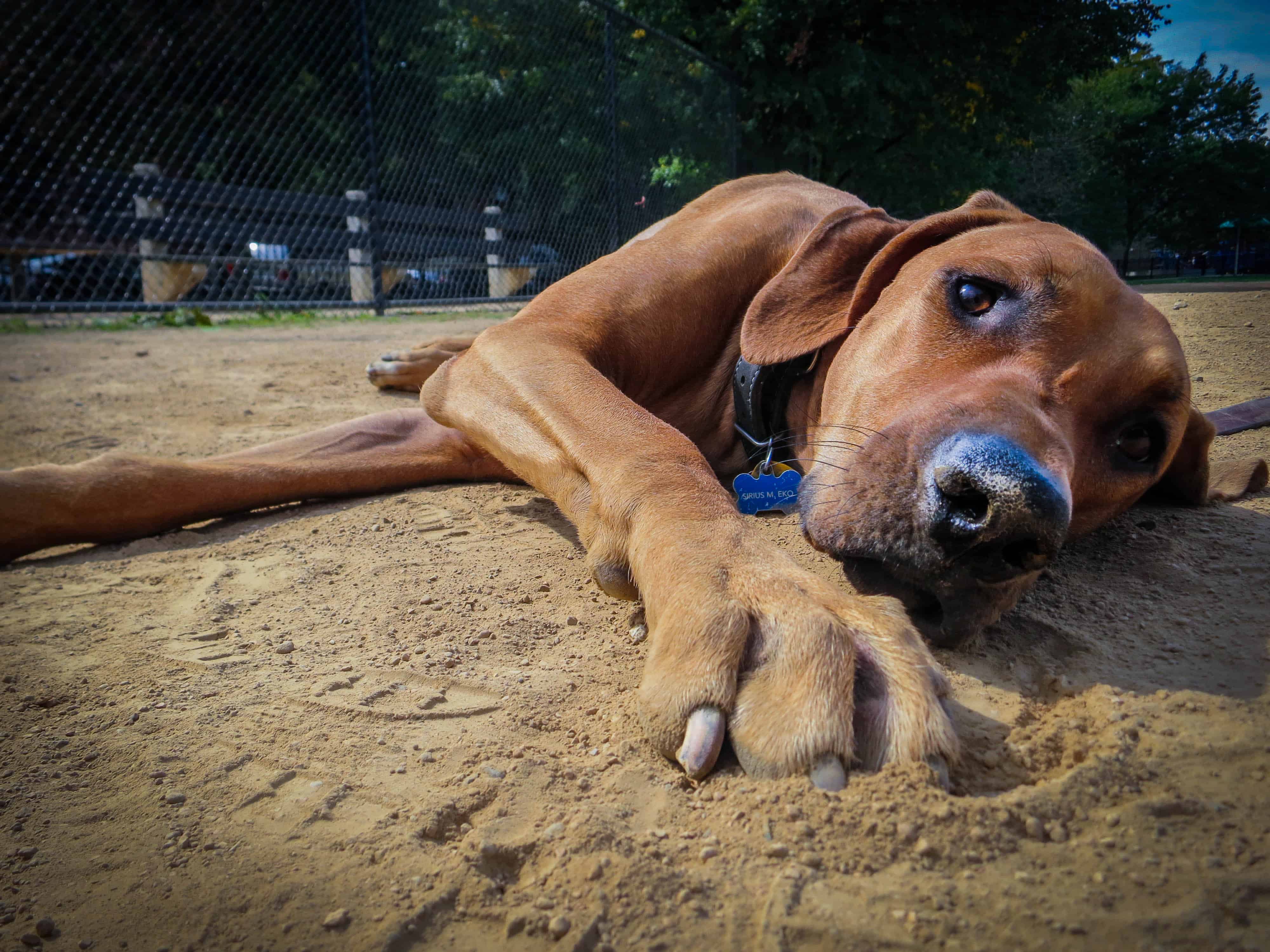 Purina Pooches in the Ballpark returns