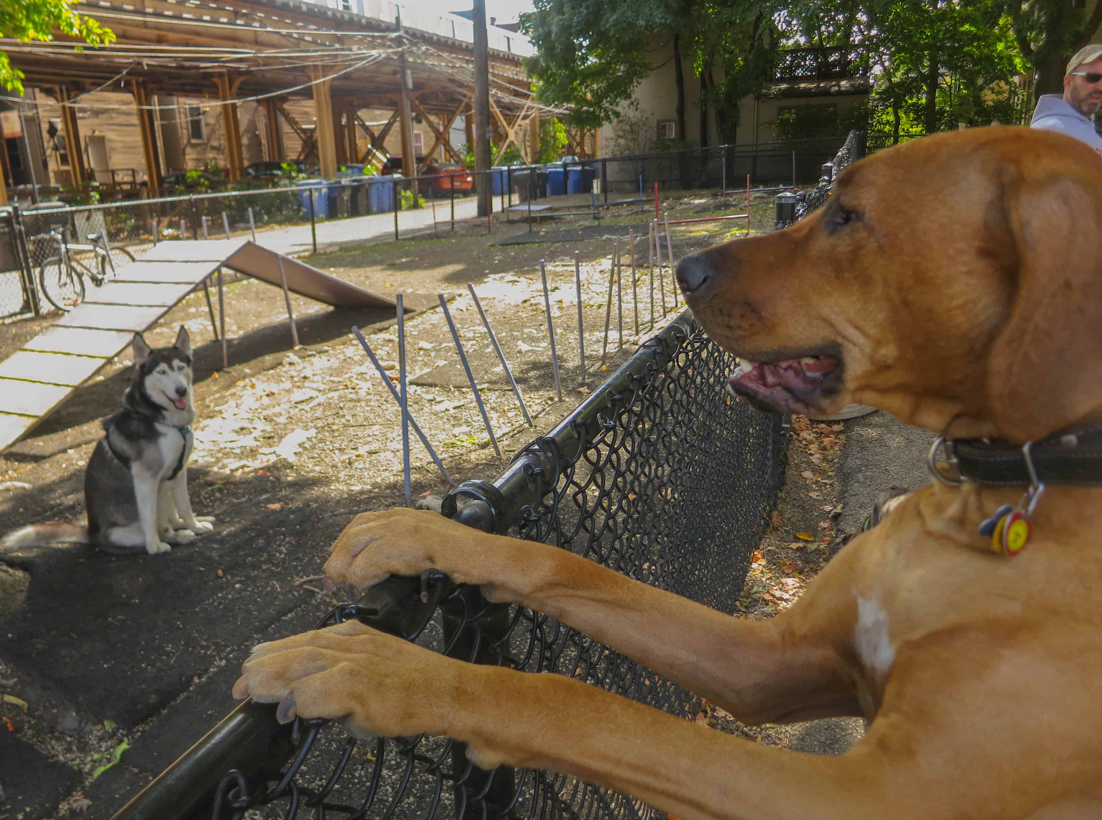 Rhodesian Ridgeback photo, pet adventure, dog blog, pet photos