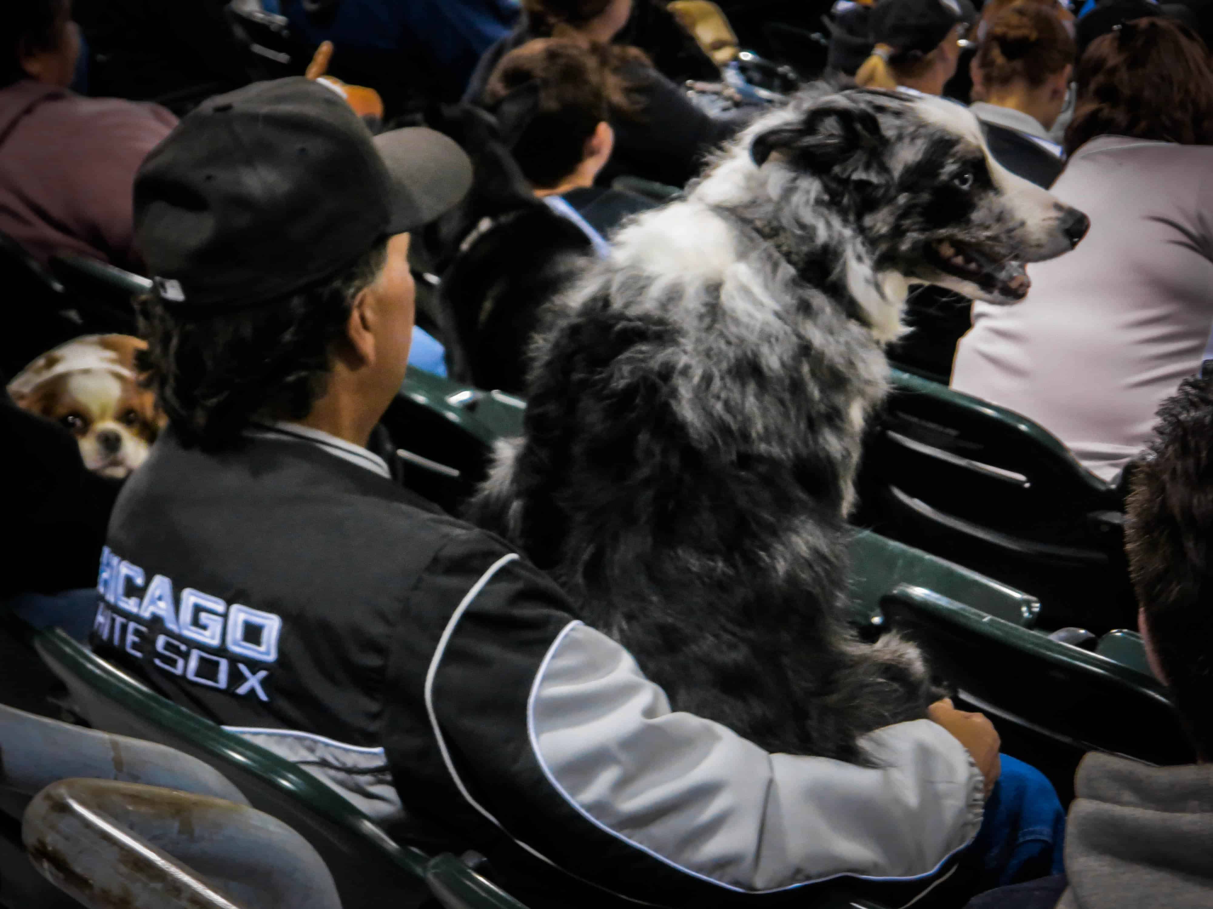 Pet blog, pet adventure, Major League Baseball, dogs, MLB, pooches in the park
