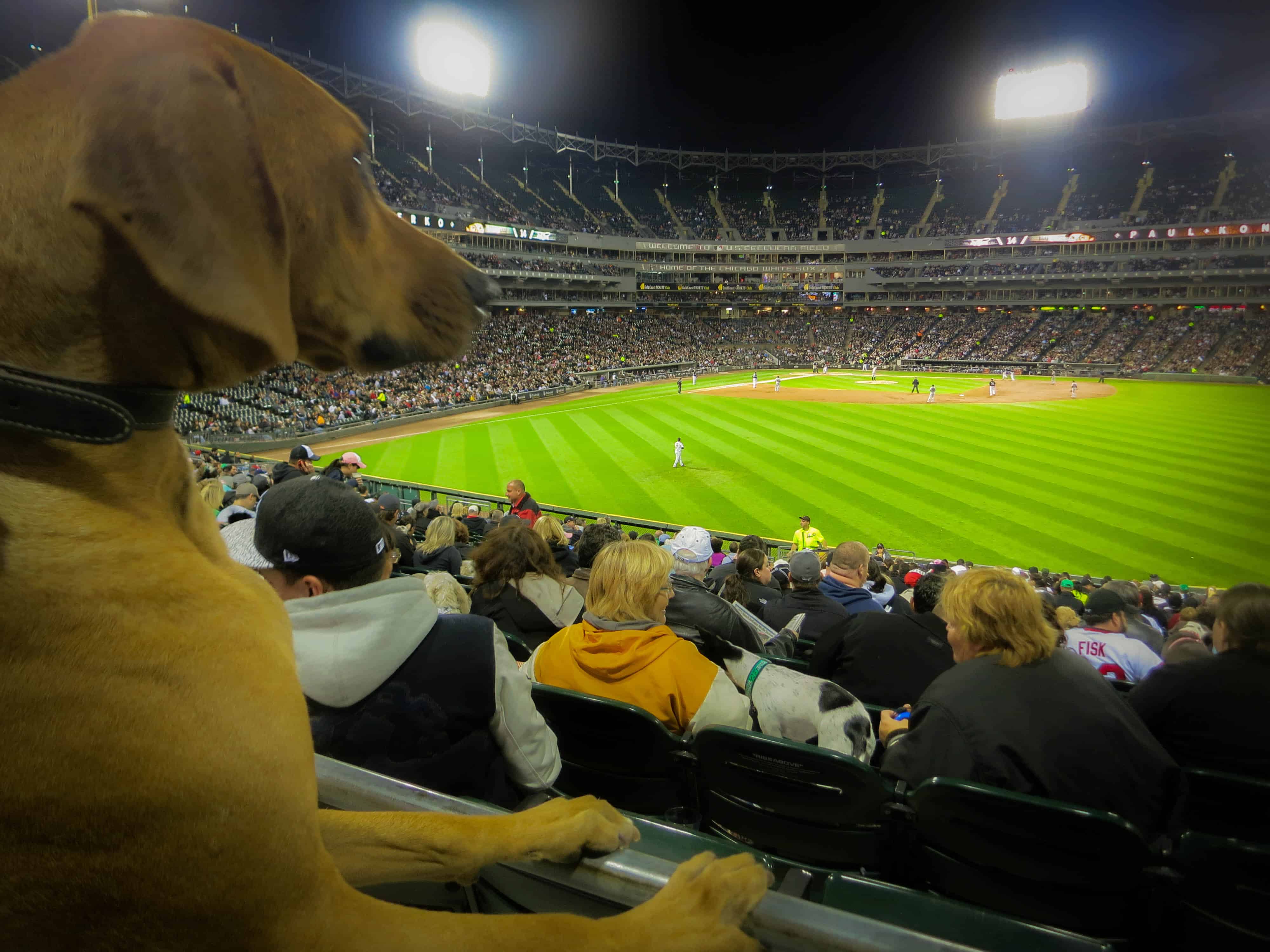 Every Dog Has His Day (At The Ballpark!) Marking Our Territory