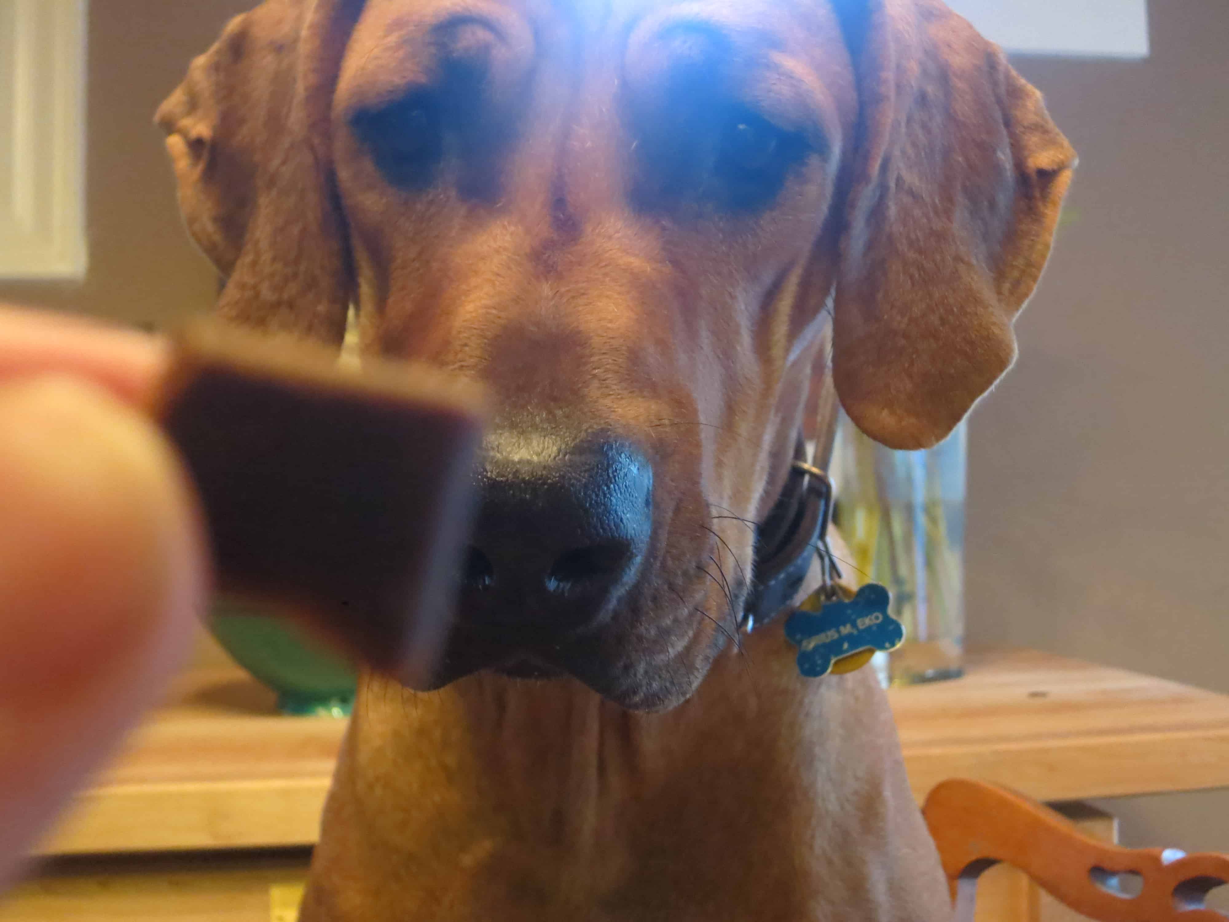 rhodesian ridgeback, pet friendly blog