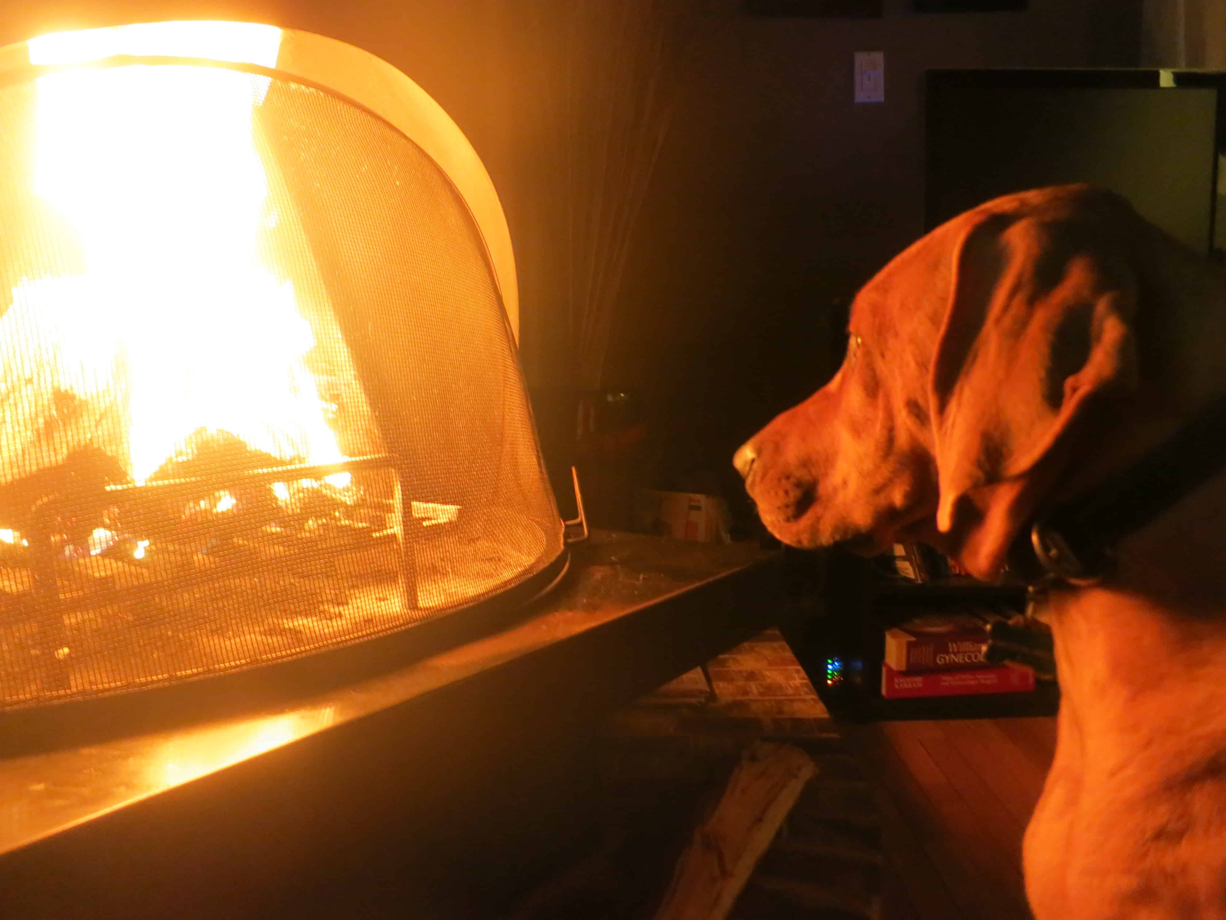 rhodesidan ridgeback, dog blog