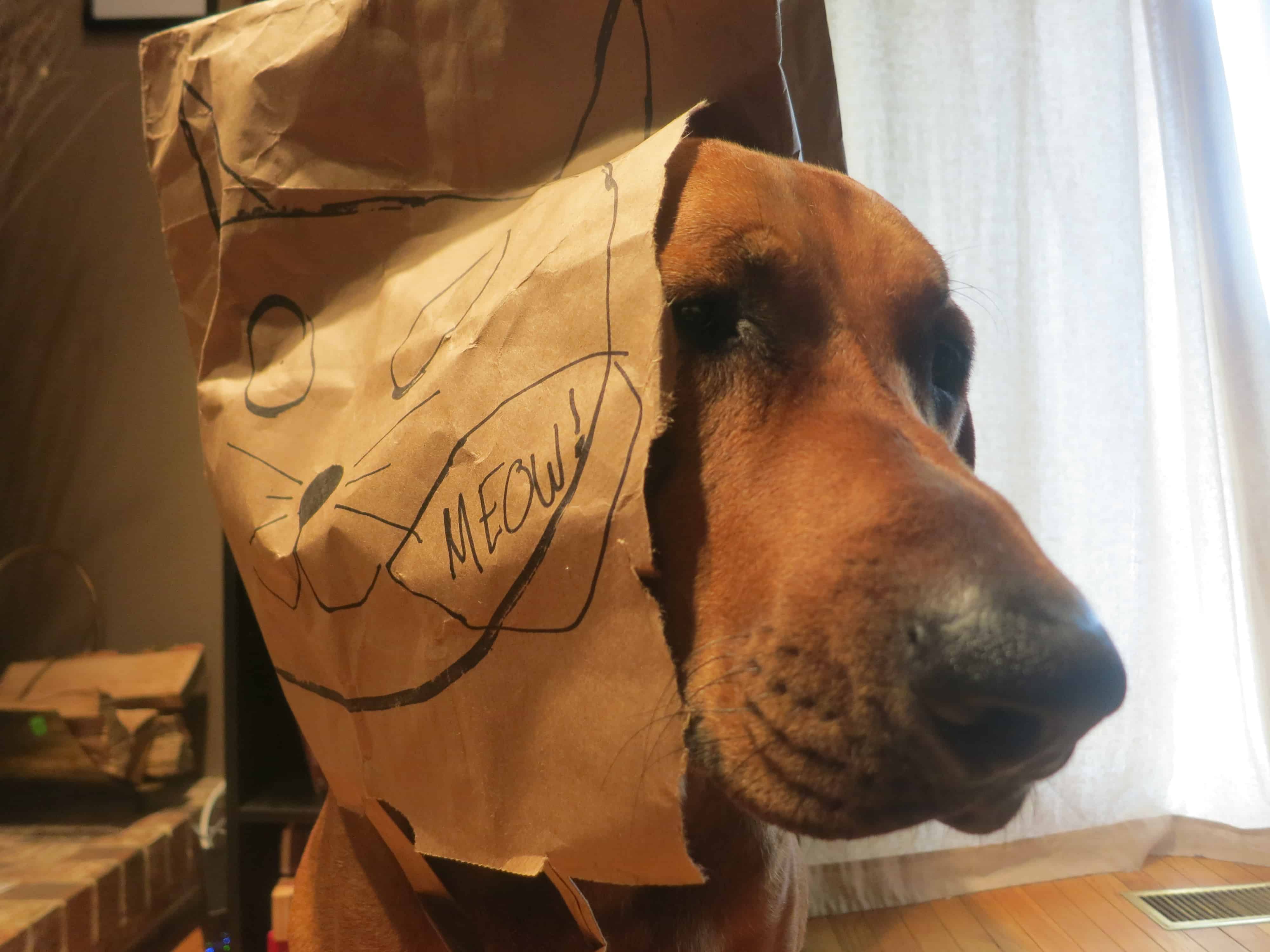 rhodesian ridgeback, pet blog