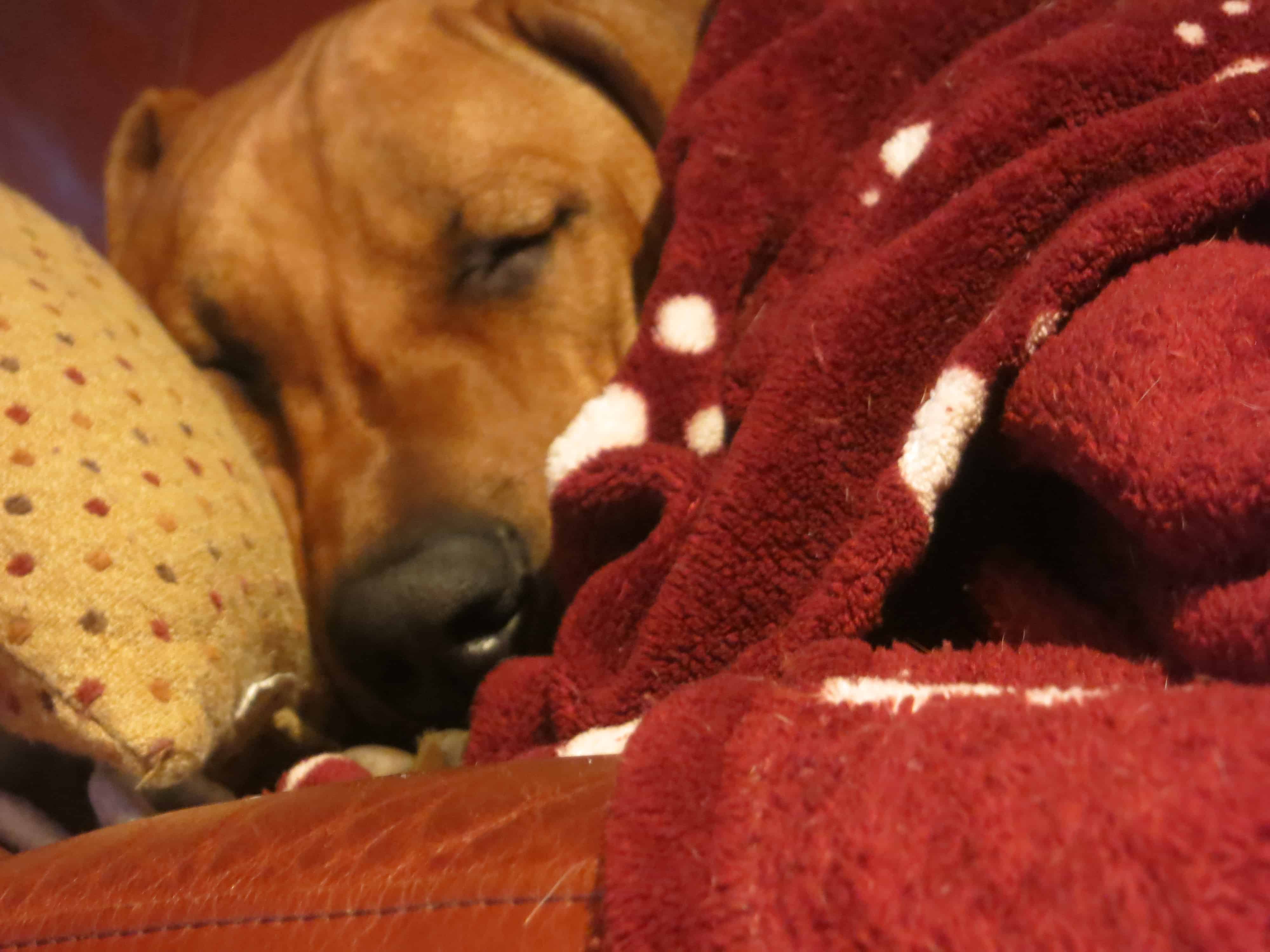 rhodesian ridgeback, dog blog