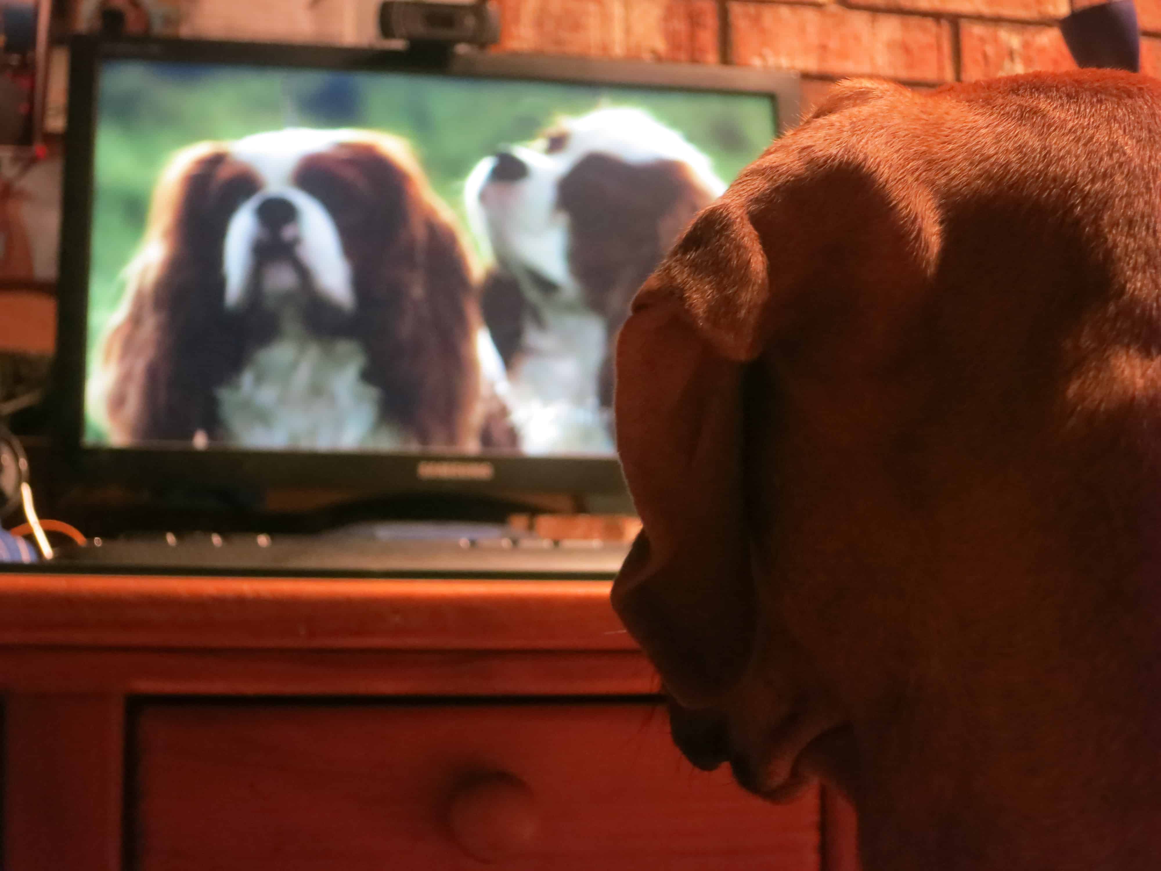 rhodesian ridgeback, dog blog