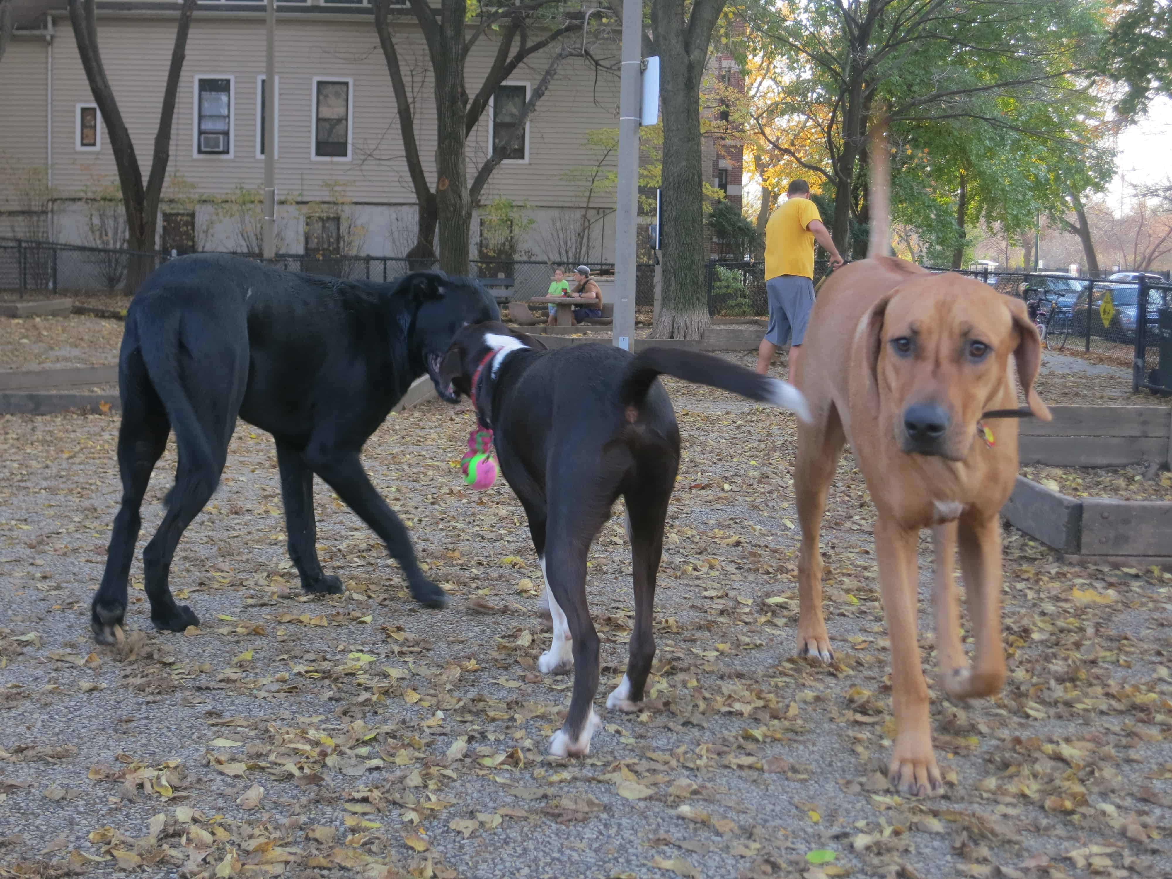 Rhodesian Ridgeback, pet friendly blog