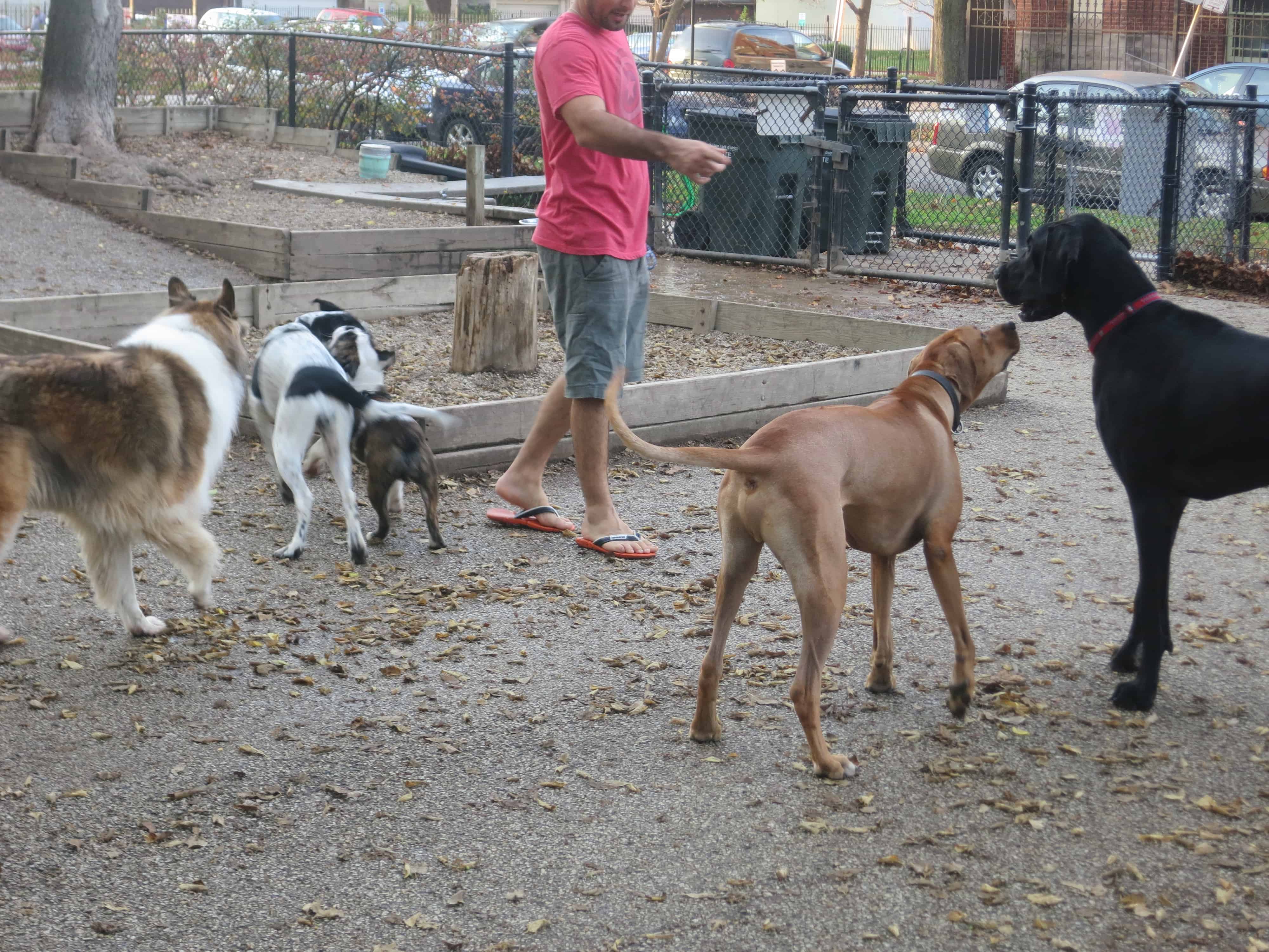 Rhodesian Ridgeback, pet adventure