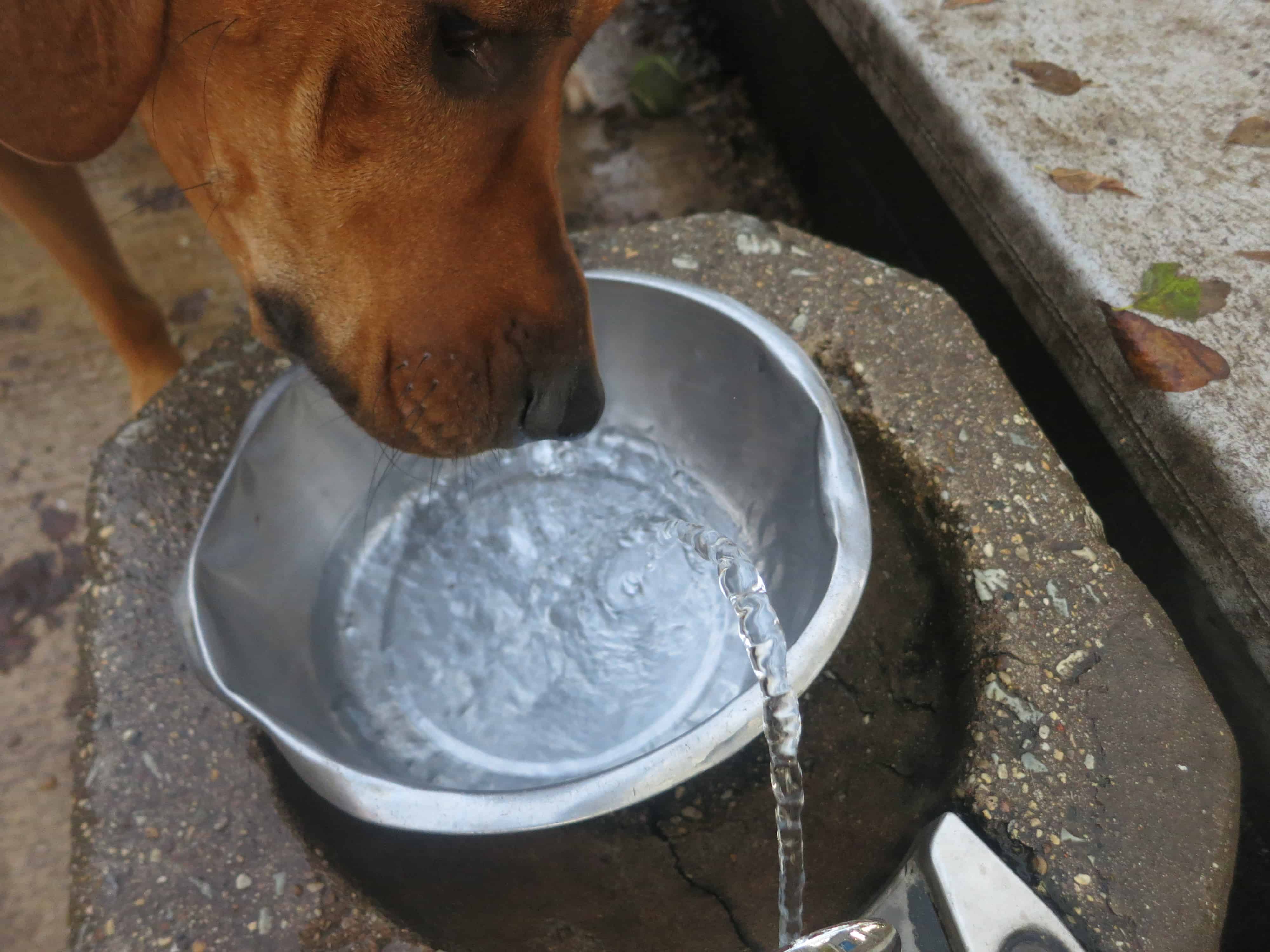 rhodesian ridgeback, pet adventure