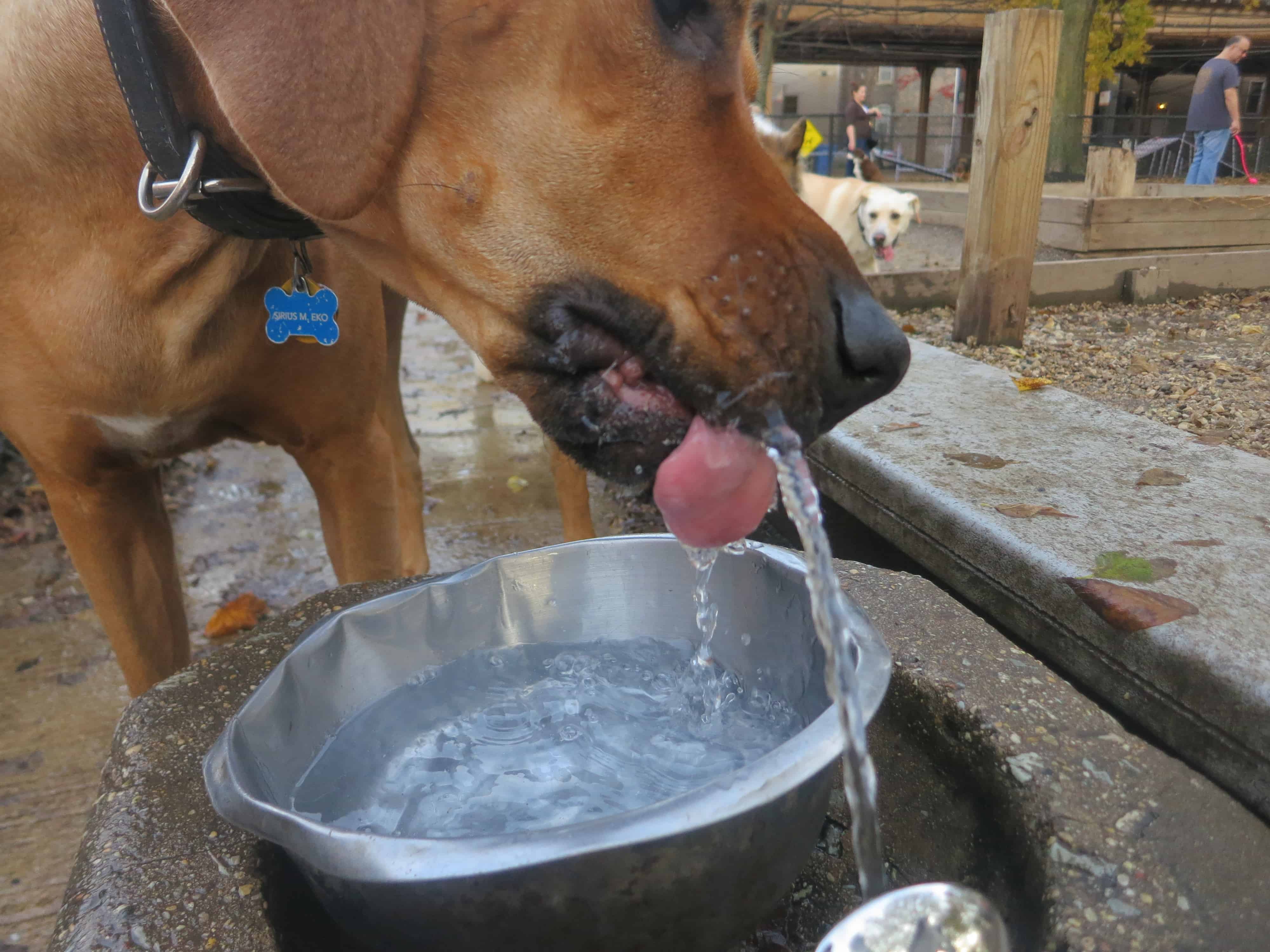 rhodesian ridgeback, dog blog