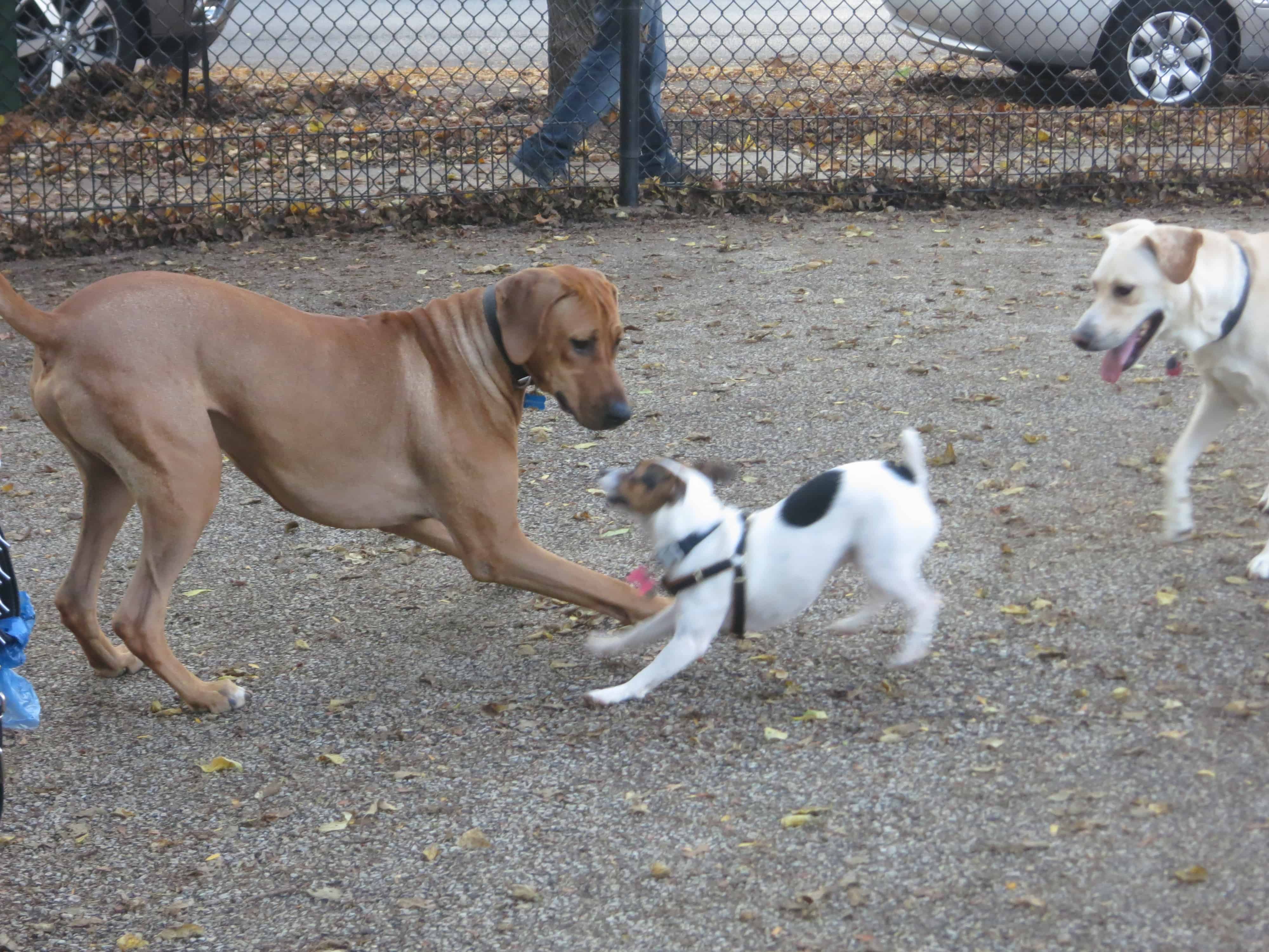 rhodesian ridgeback, dog adventure