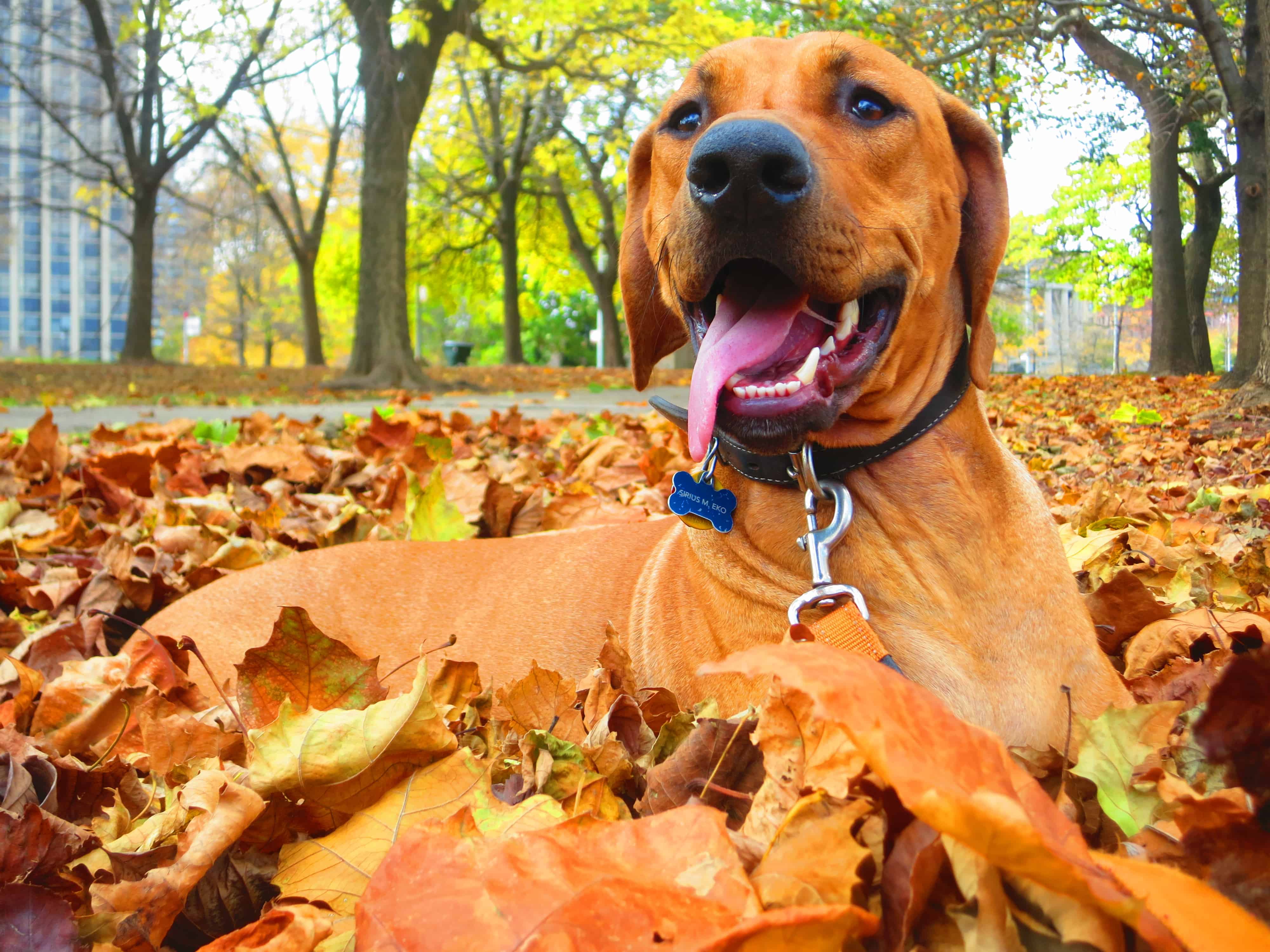 Rhodesian Ridgeback, pet blog