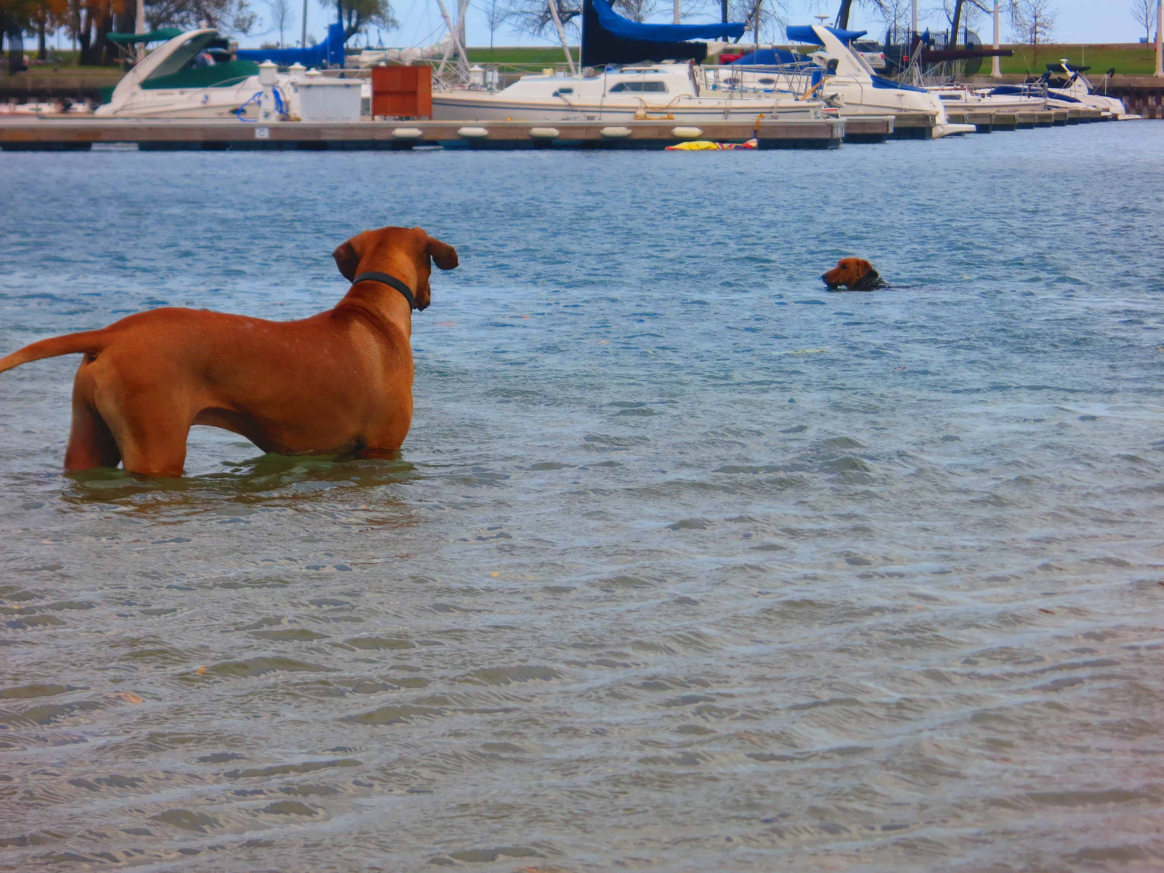 rhodesian ridgeback, dog blog