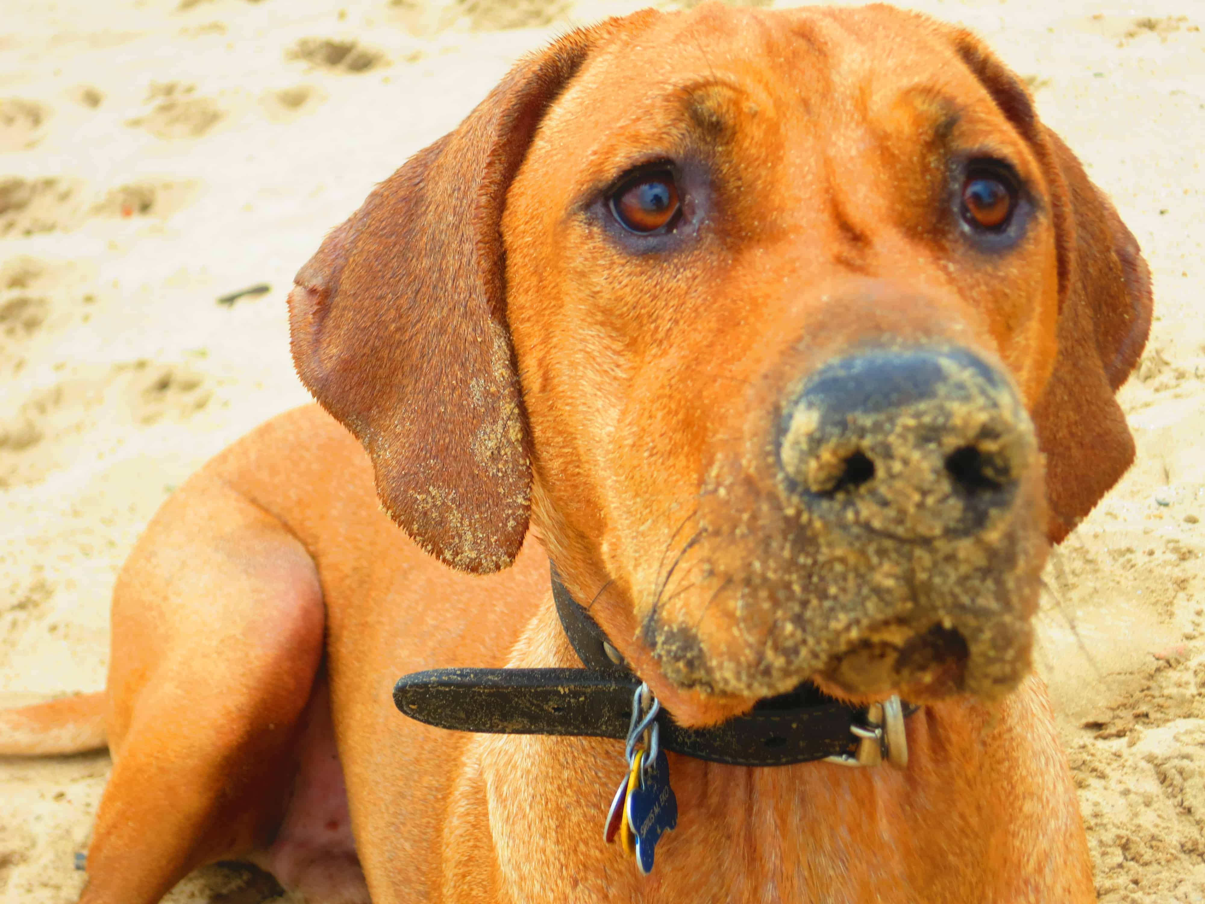 Rhodesian Ridgeback, pet blog