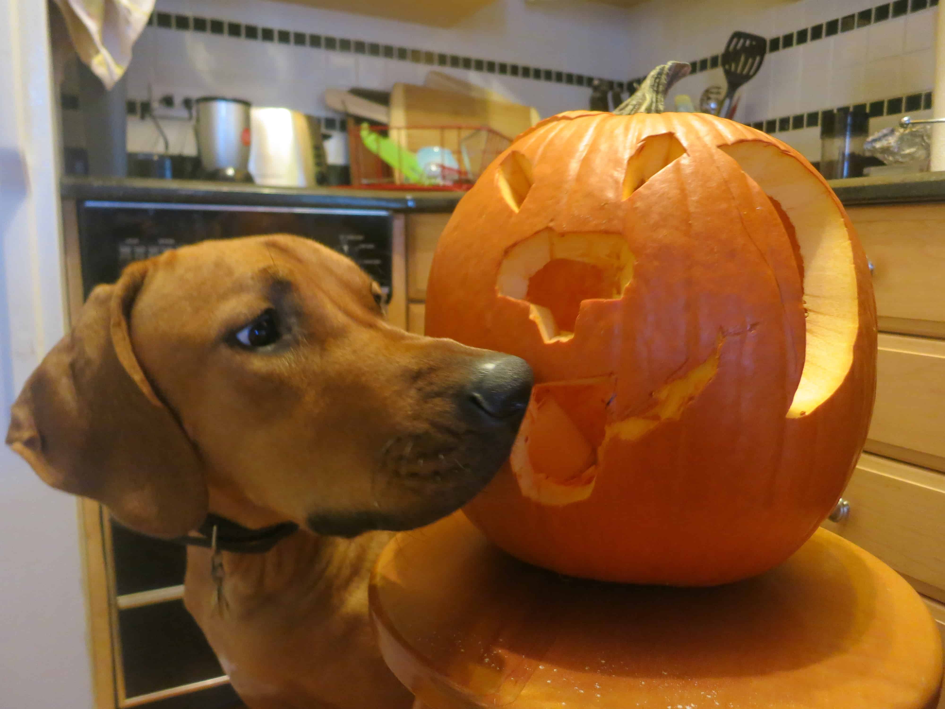 Rhodesian Ridgeback, dog adventure