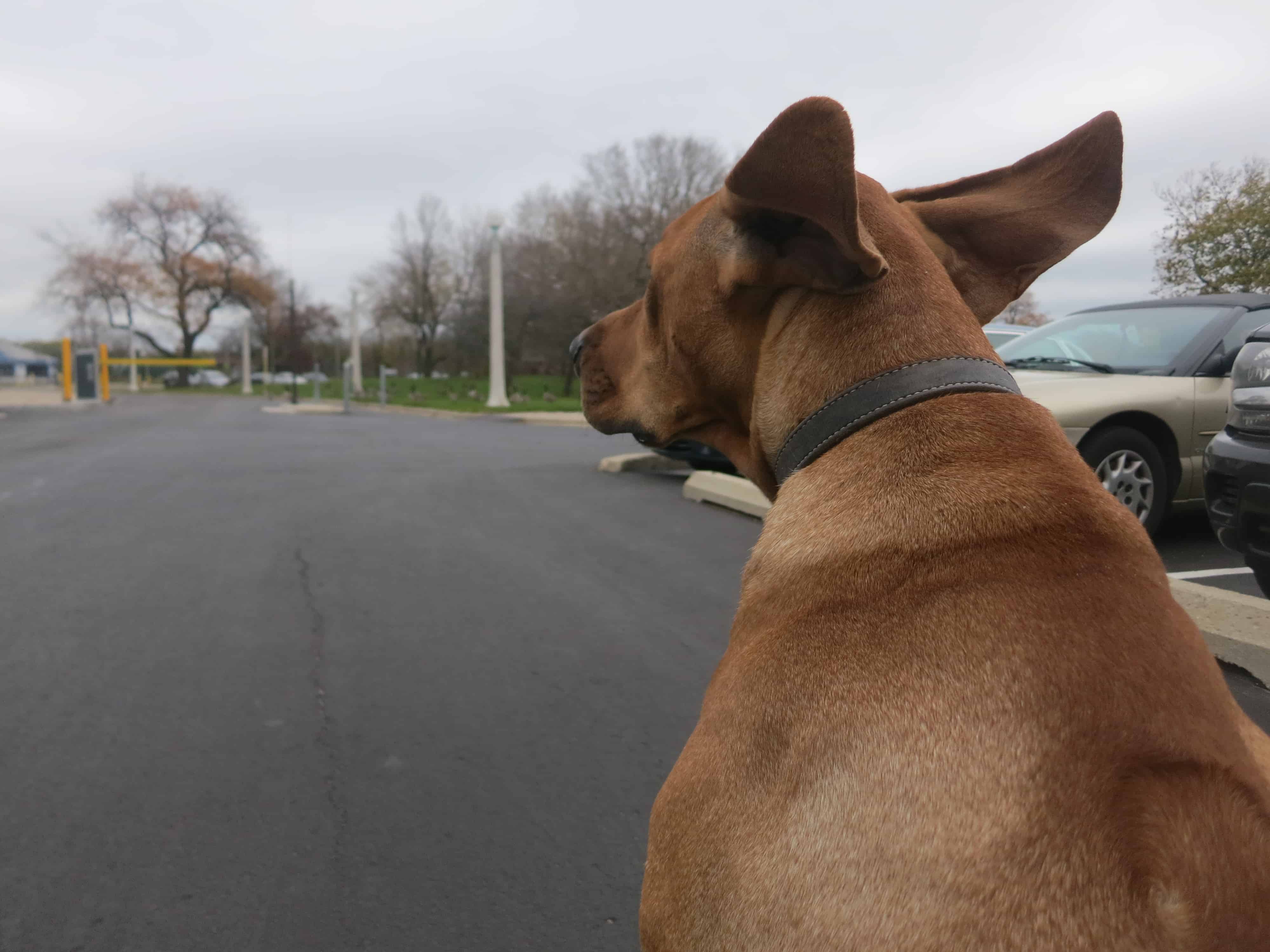 Rhodesian Ridgeback, eko, marking our territory, adventure, chicago