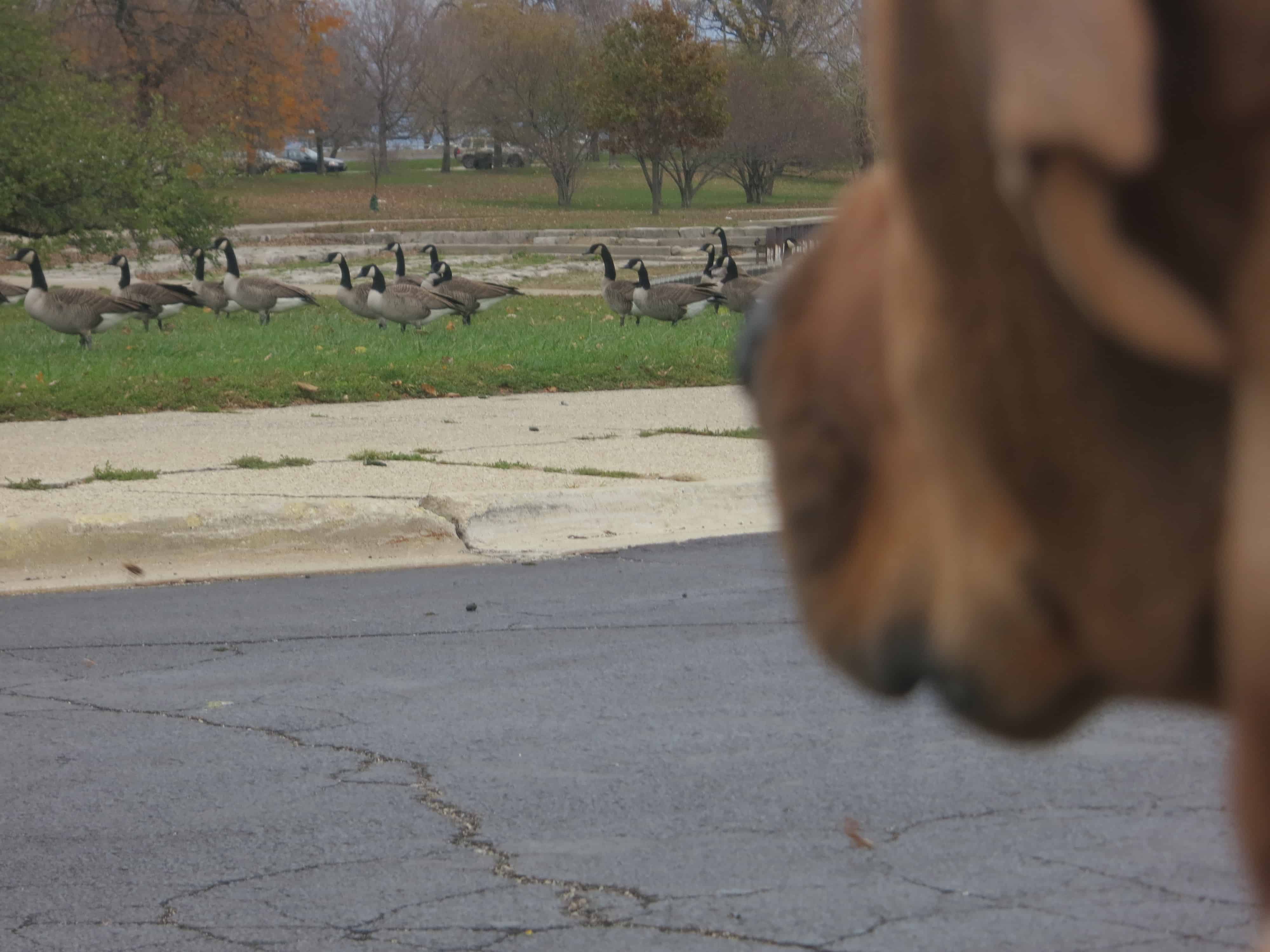 rhodesian ridgeback, pet blog