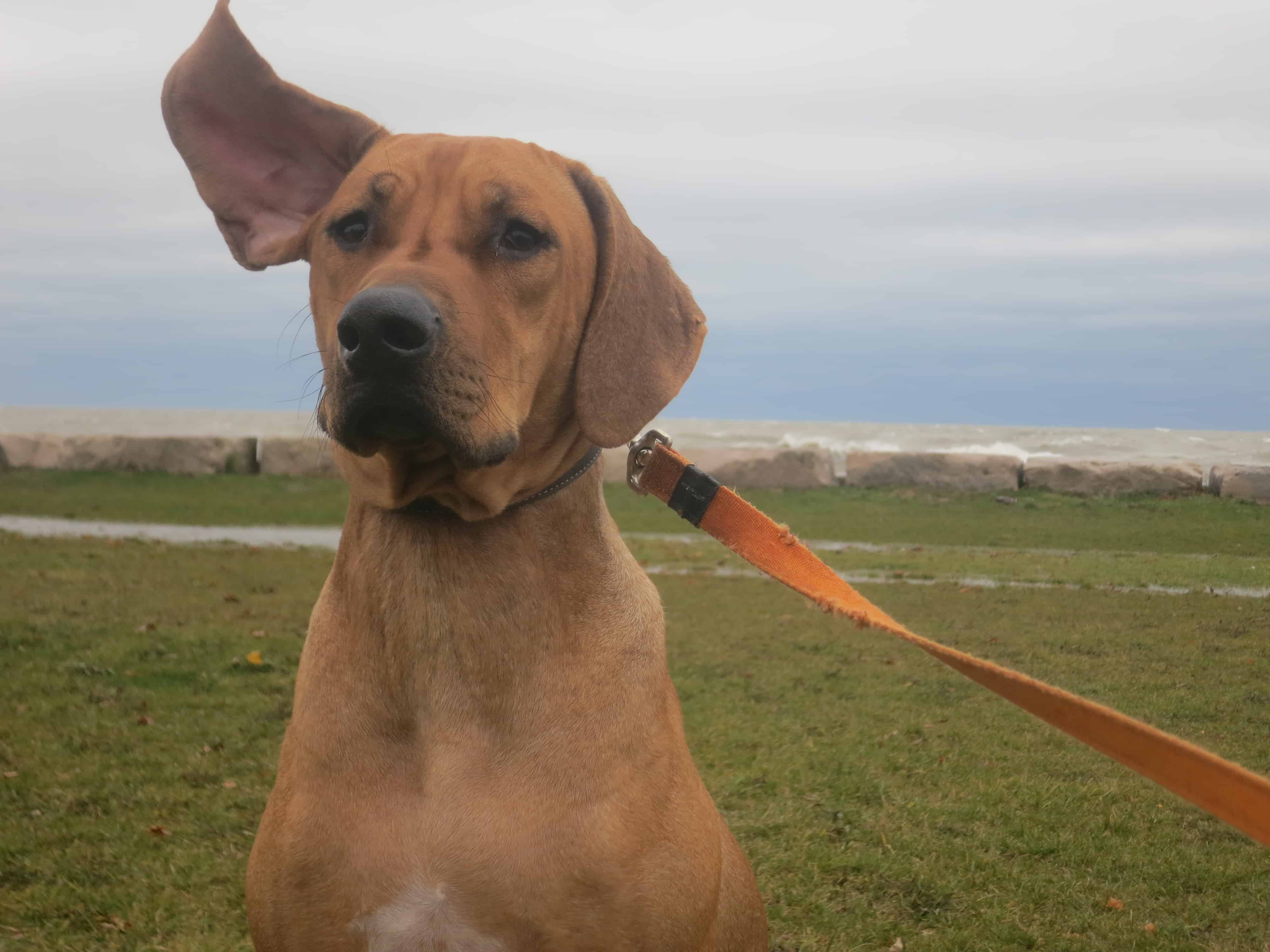 rhodesian ridgeback, dog adventure