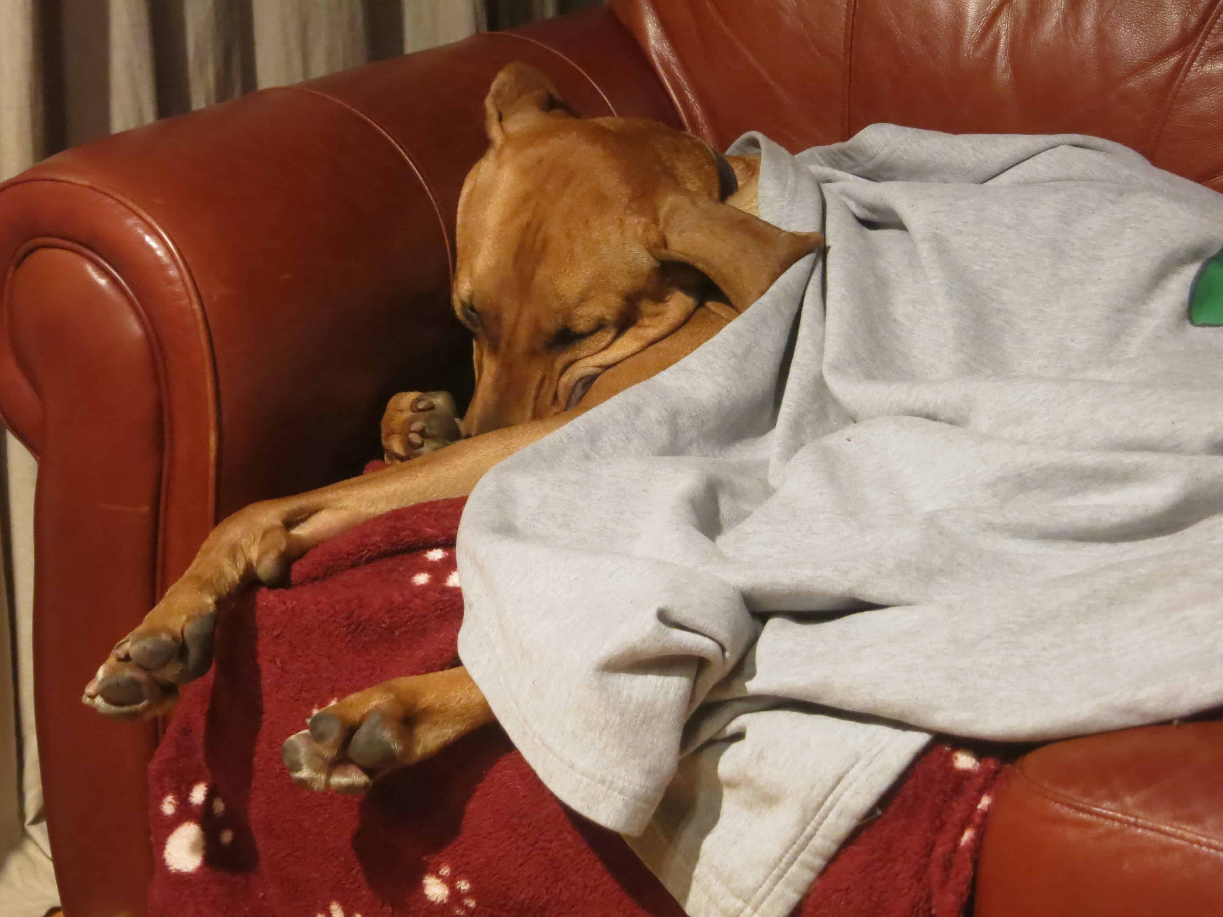 Rhodesian Ridgeback, dog blog