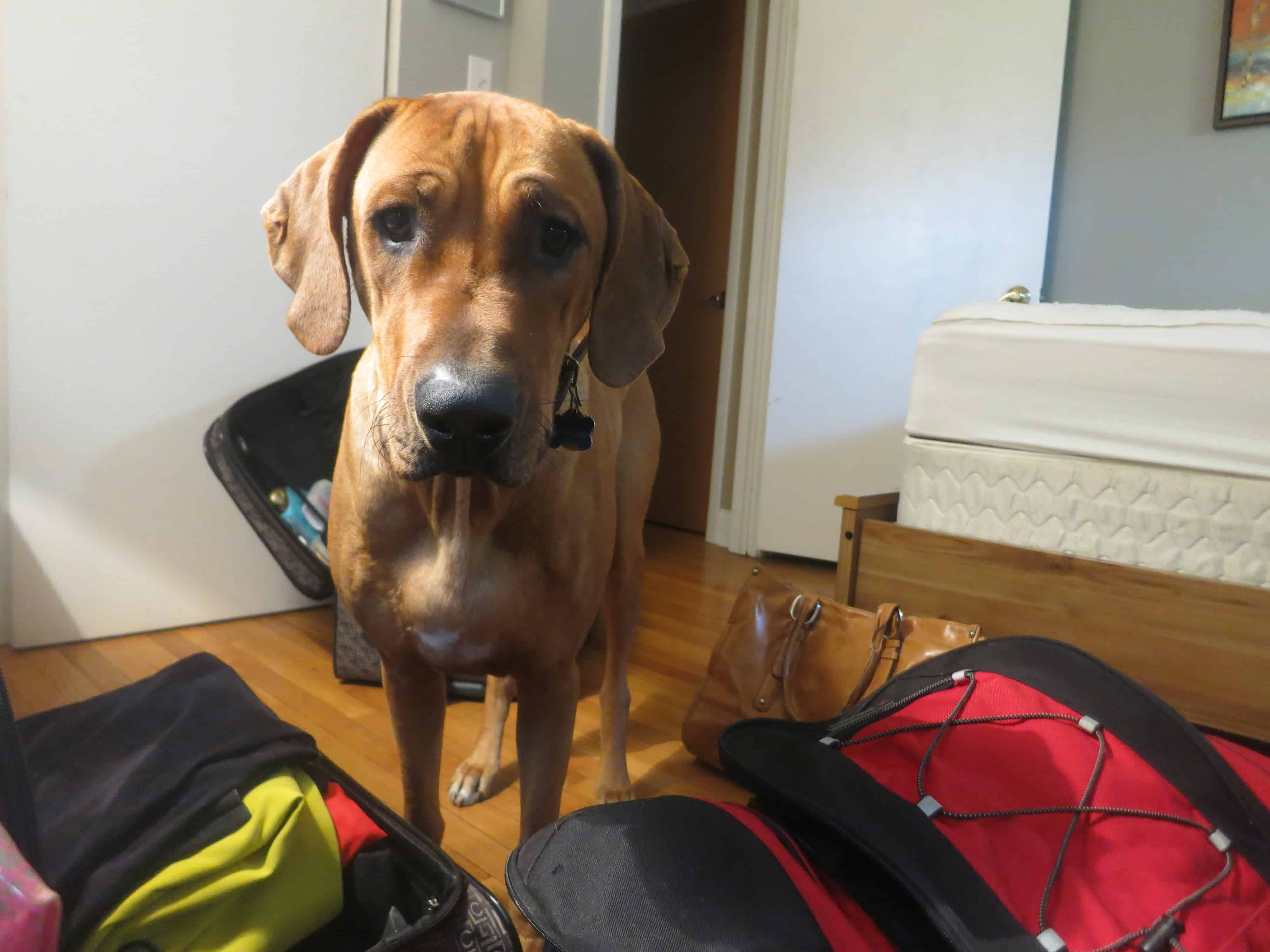 rhodesian ridgeback, pet adventure