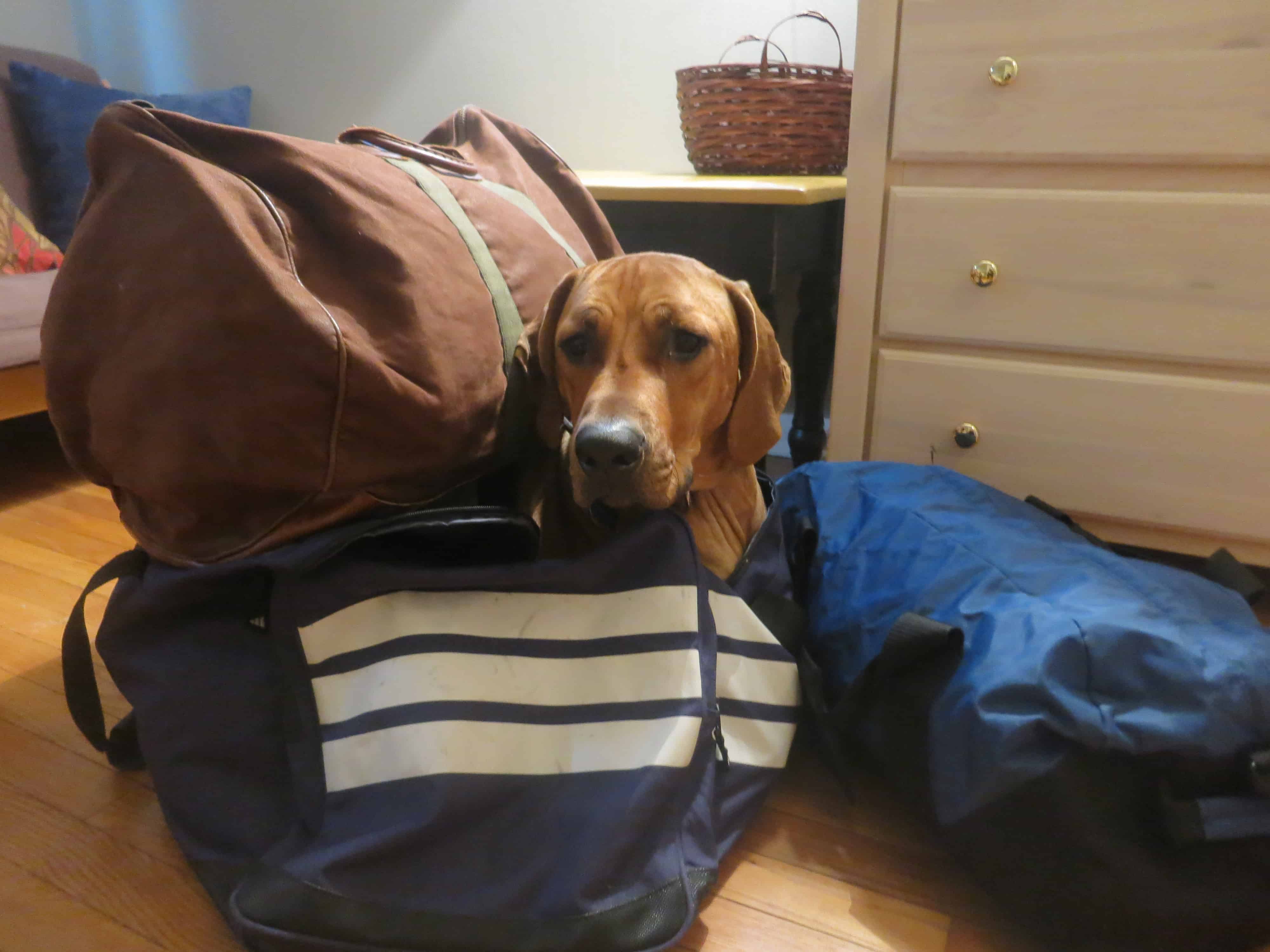 Rhodesian Ridgeback, pet adventure