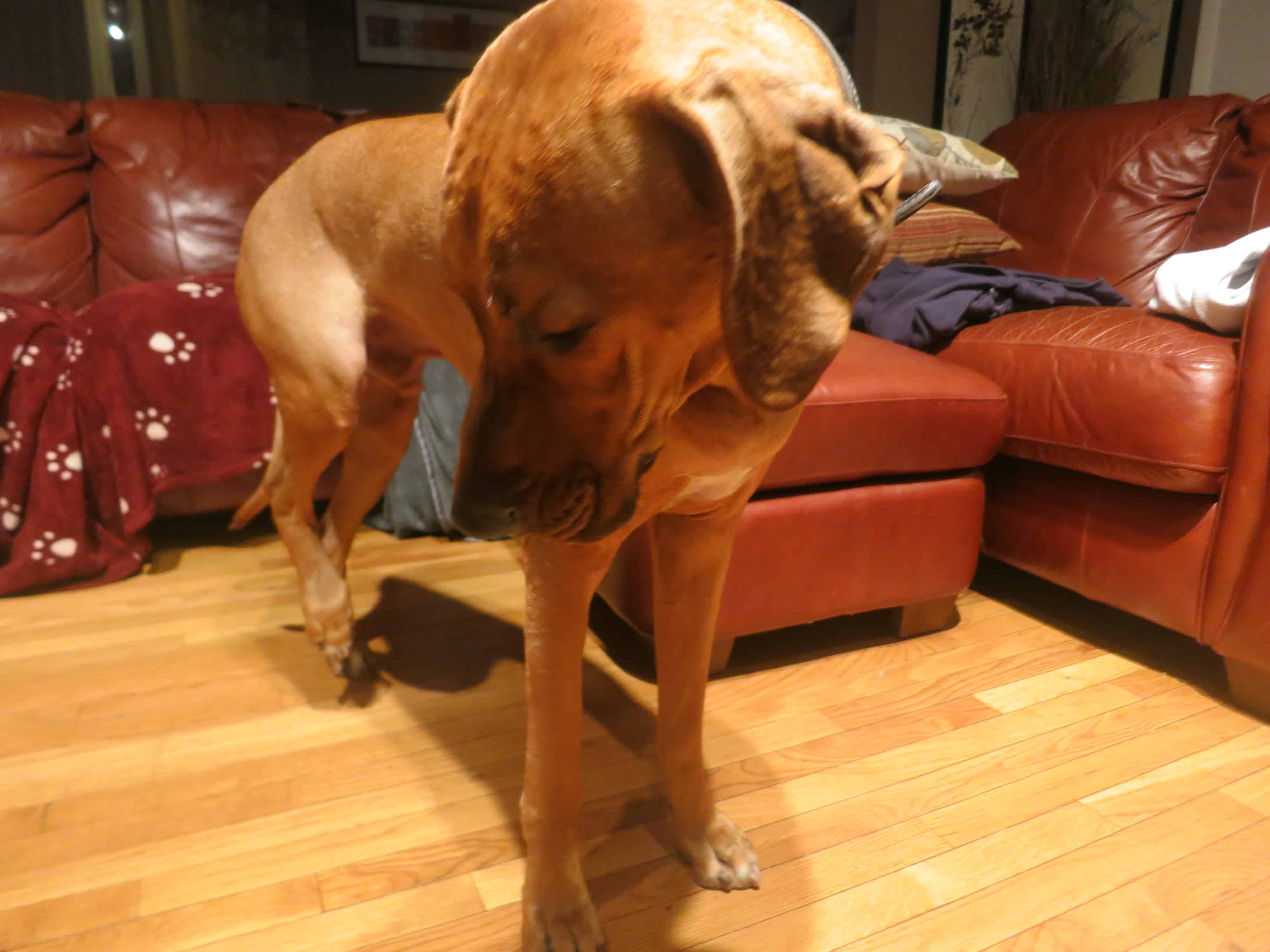 Rhodesian Ridgeback, pet blog