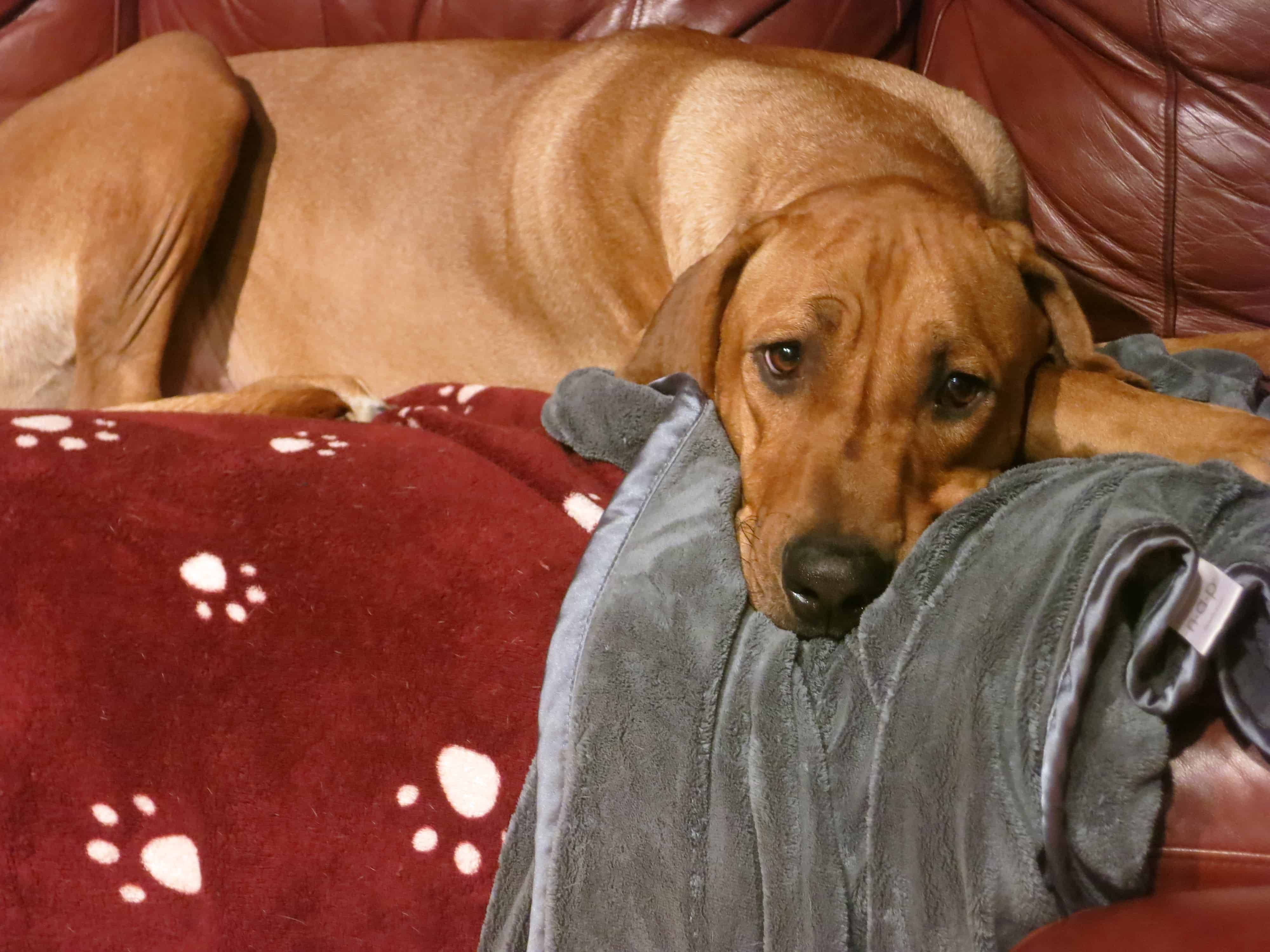 Rhodesian Ridgeback, dog blog