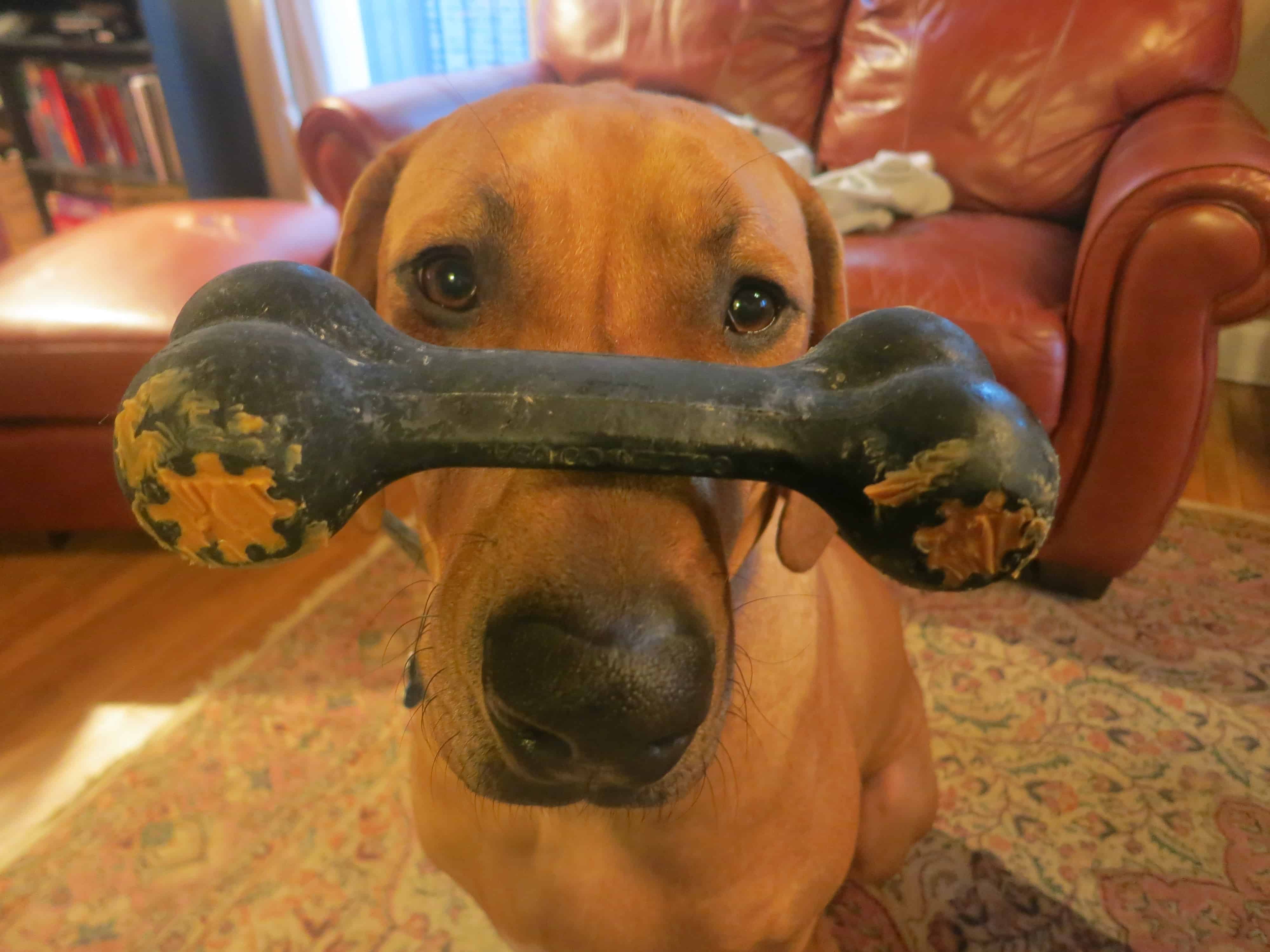 Rhodesian Ridgeback, pet adventure, pet blog