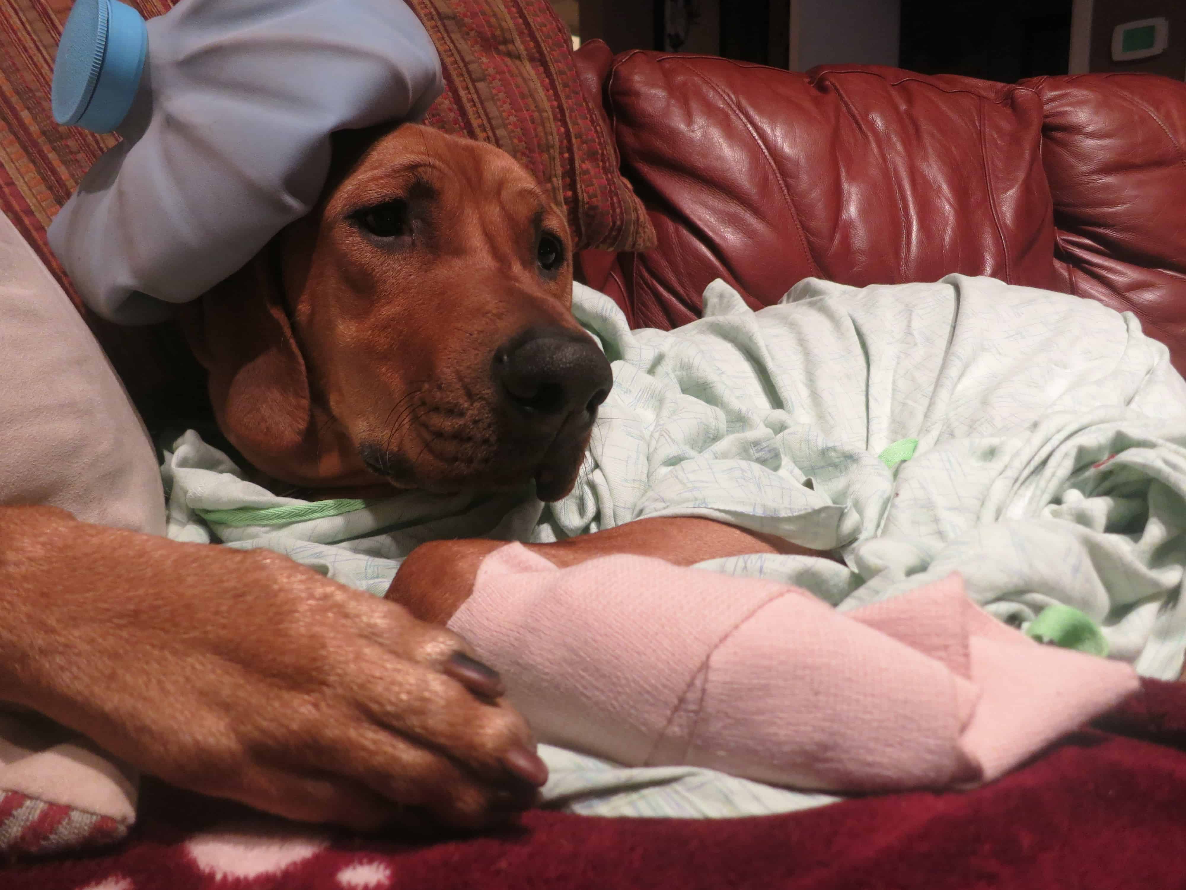 Rhodesian Ridgeback, dog adventure