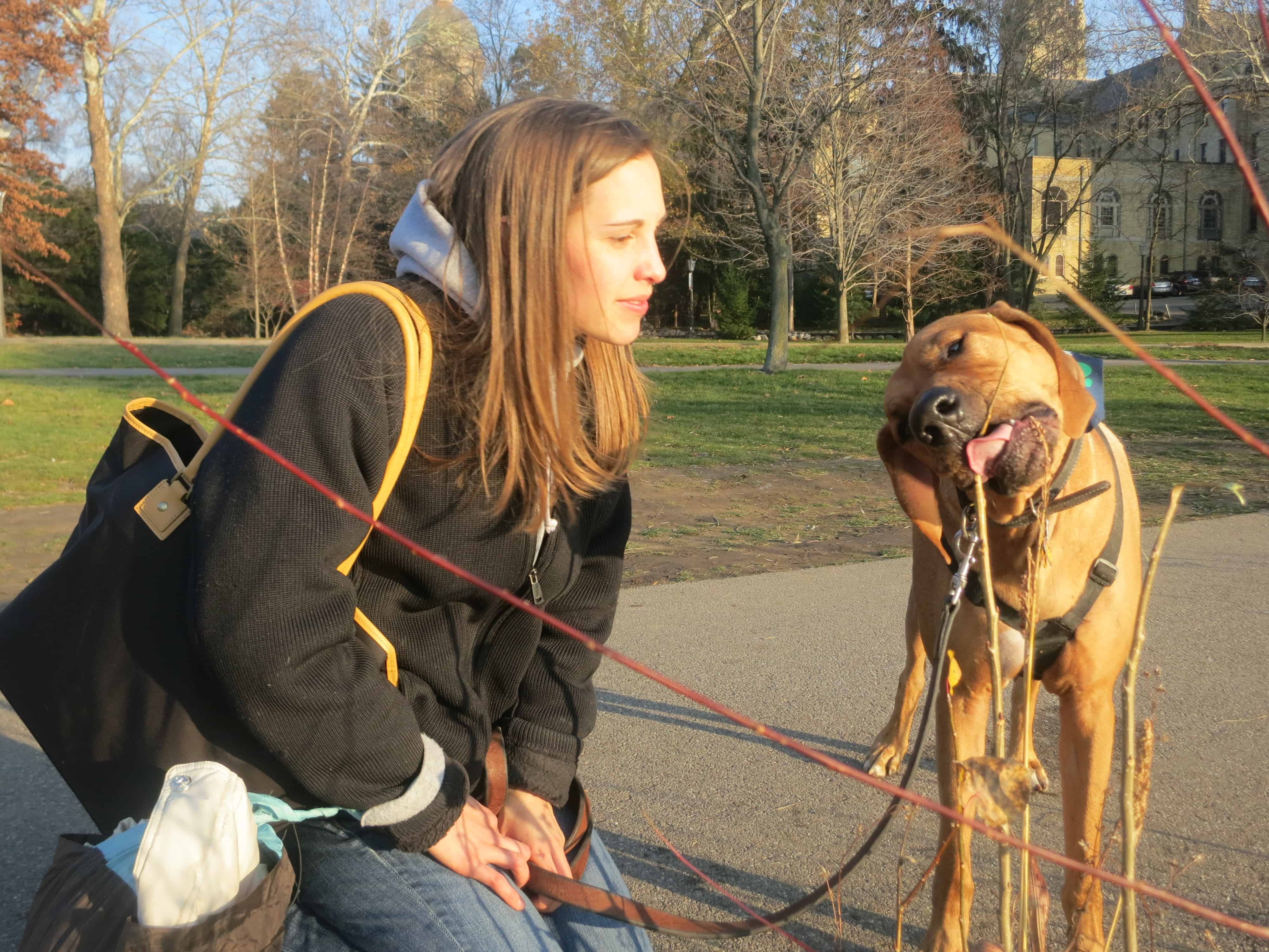 Rhodesian Ridgeback, dog blog