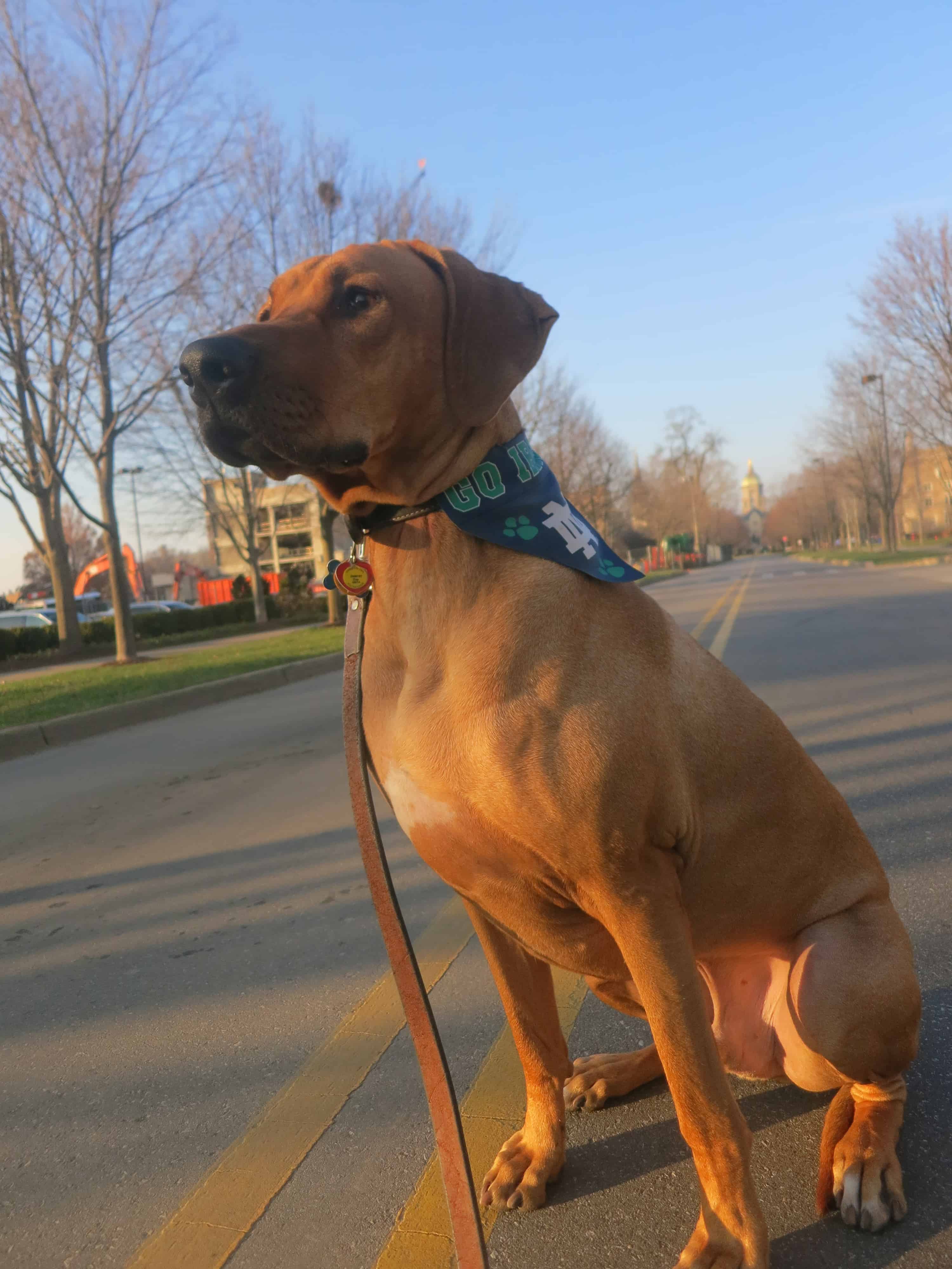 Rhodesian Ridgeback, dog adventure