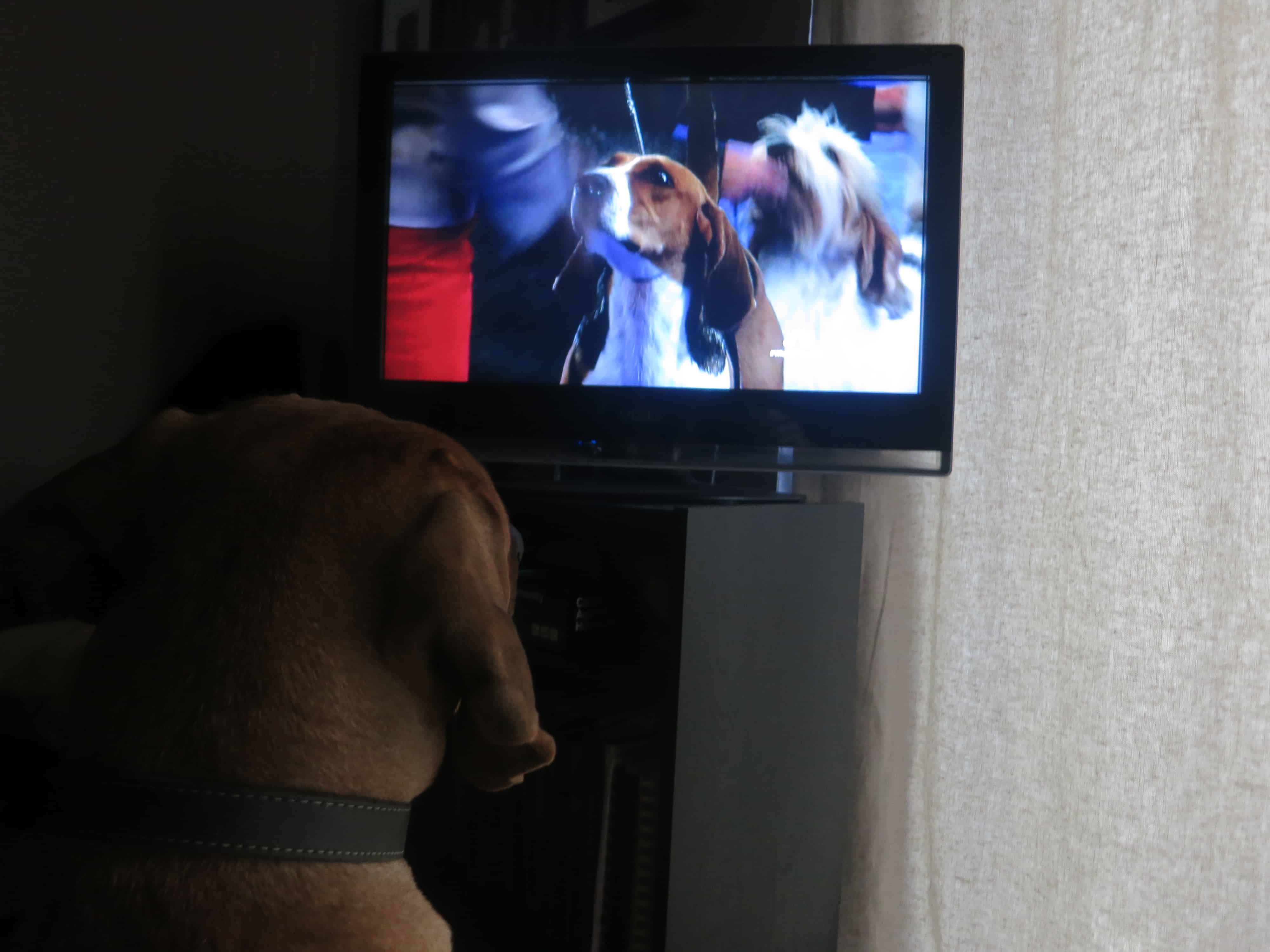 Rhodesian Ridgeback