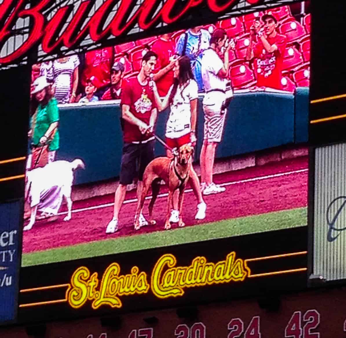 Rhodesian Ridgeback, pet adventure, dog blog, pooches in the ballpark, st louis cardinals, petcentric, marking our territory