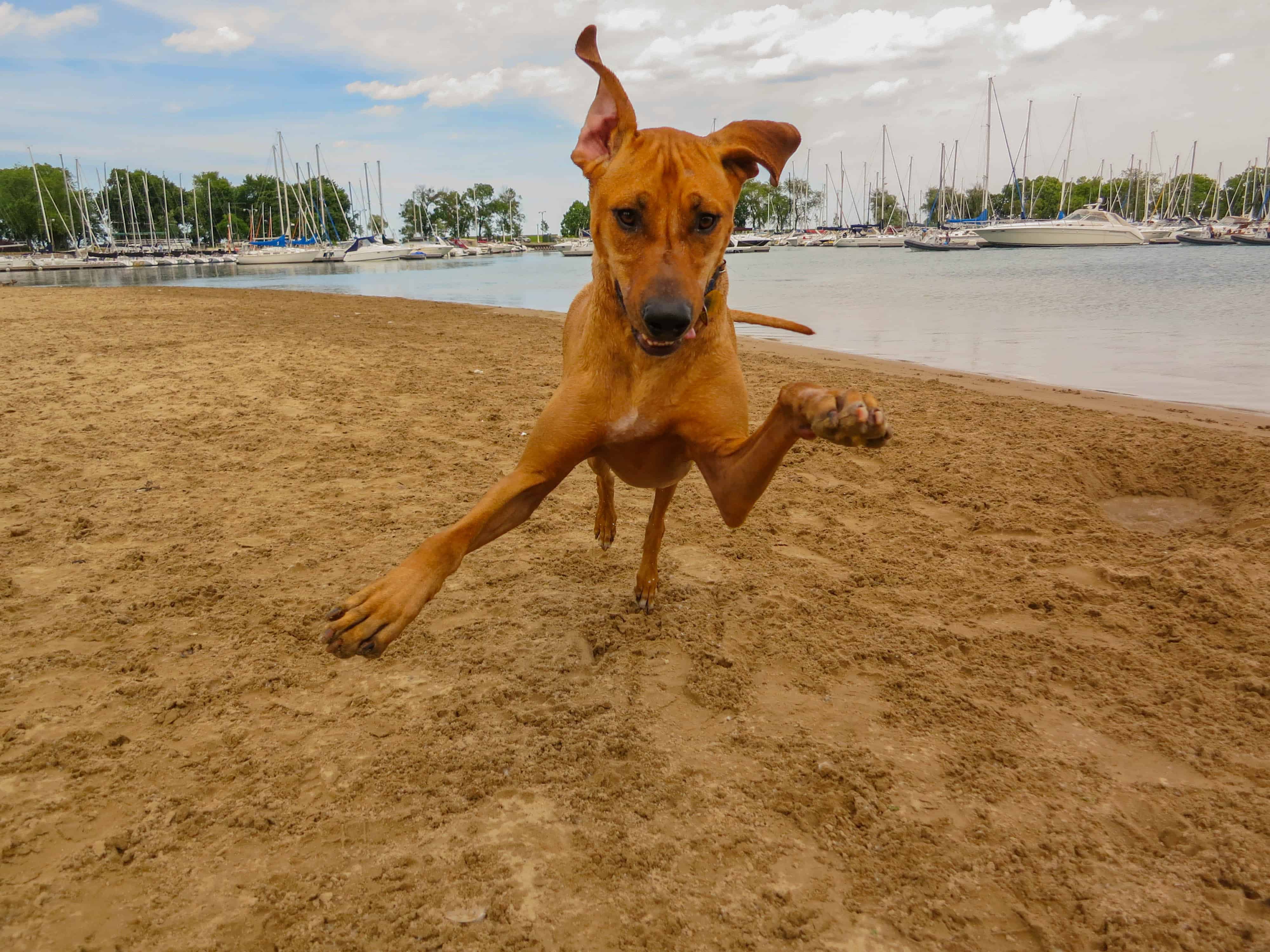 Rhodesian Ridgeback, pet adventure, dog blog, pet blog, marking our territory, petcentric, dog beach