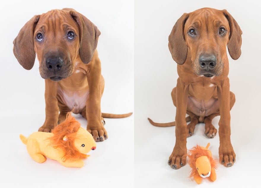 Rhodesian Ridgeback, Puppy, Marking Our Territory, Zero