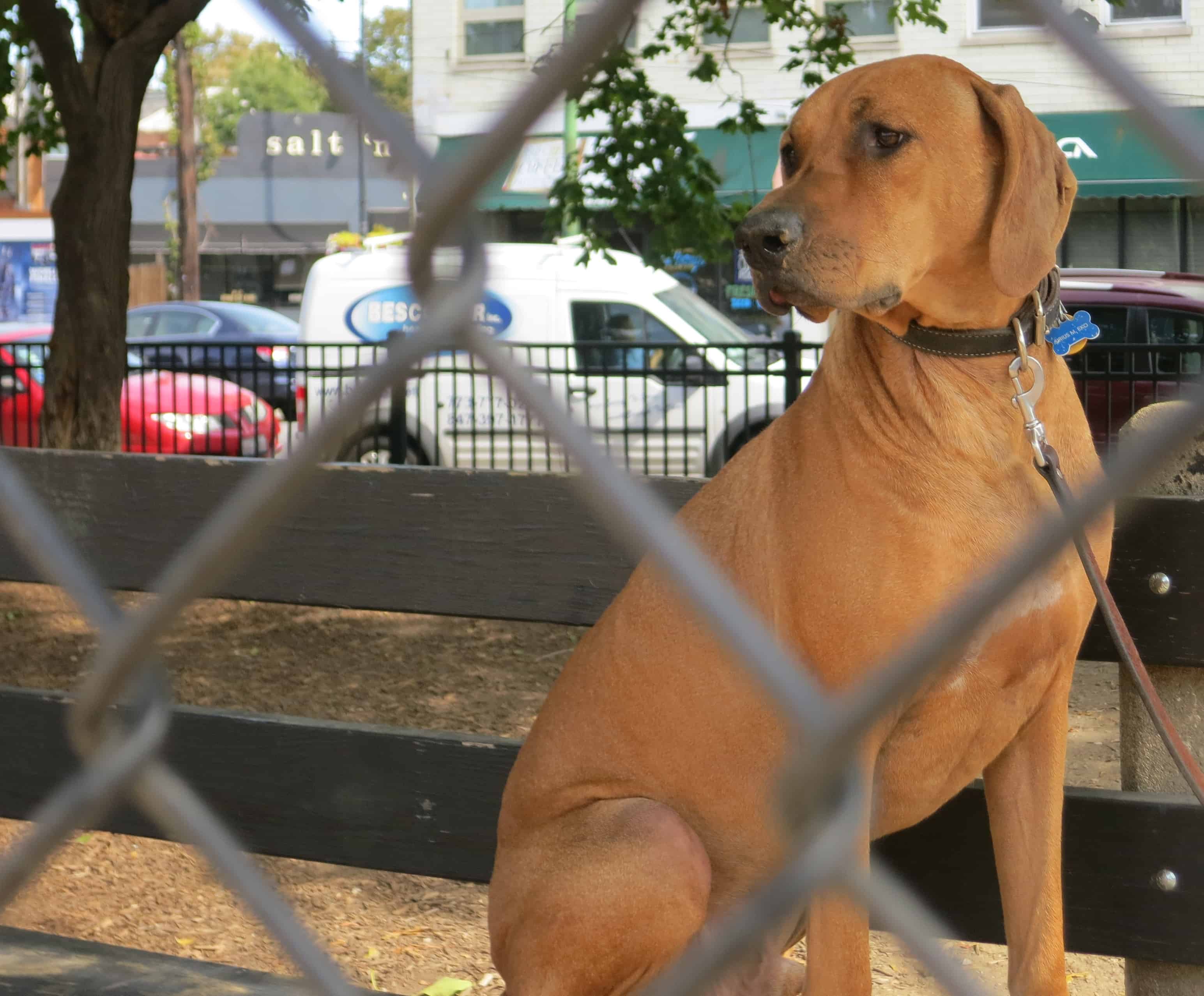 rhodesian ridgeback, pet friendly place