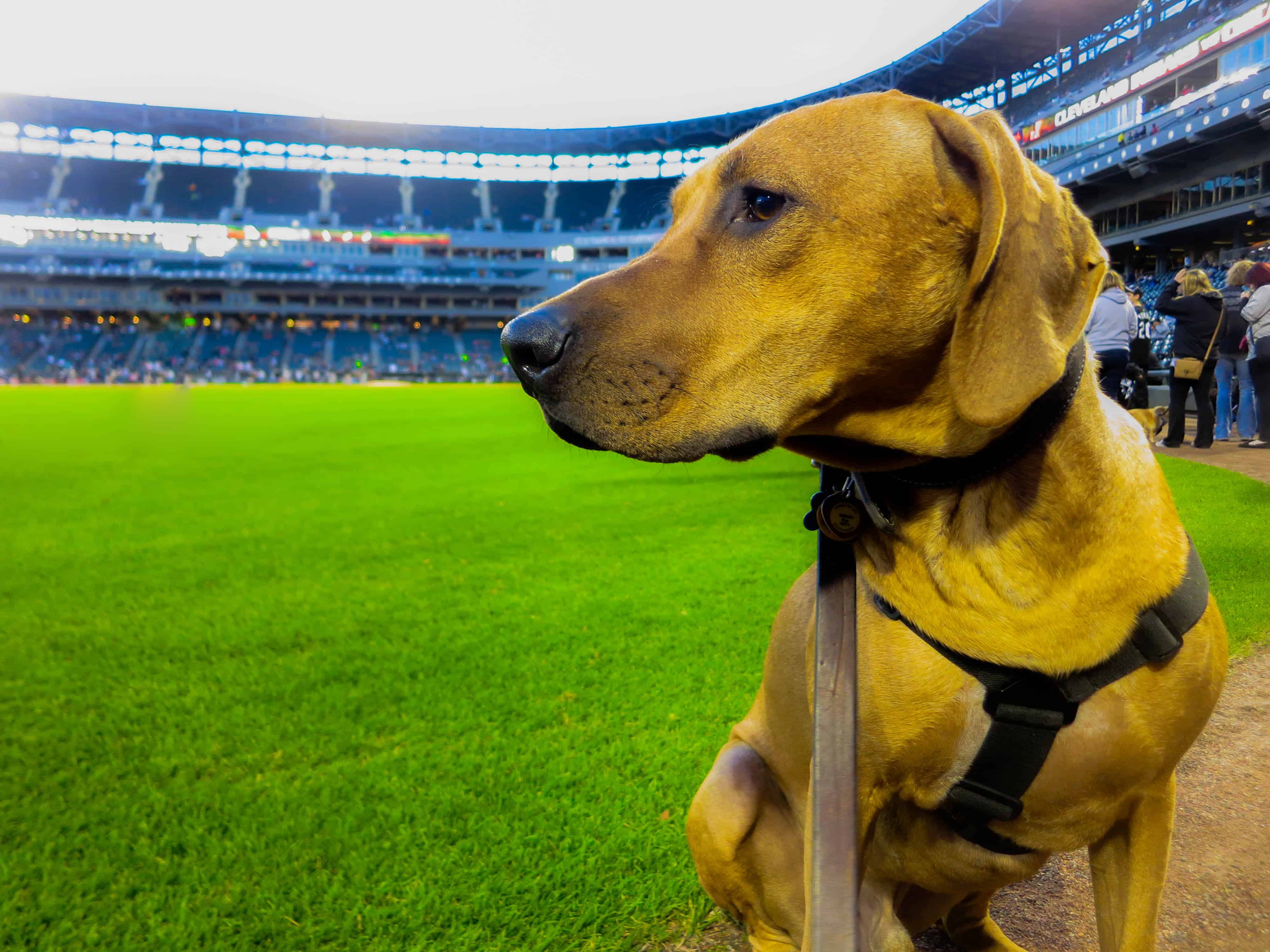 Pet blog, pet adventure, Major League Baseball, dogs, MLB, pooches in the park