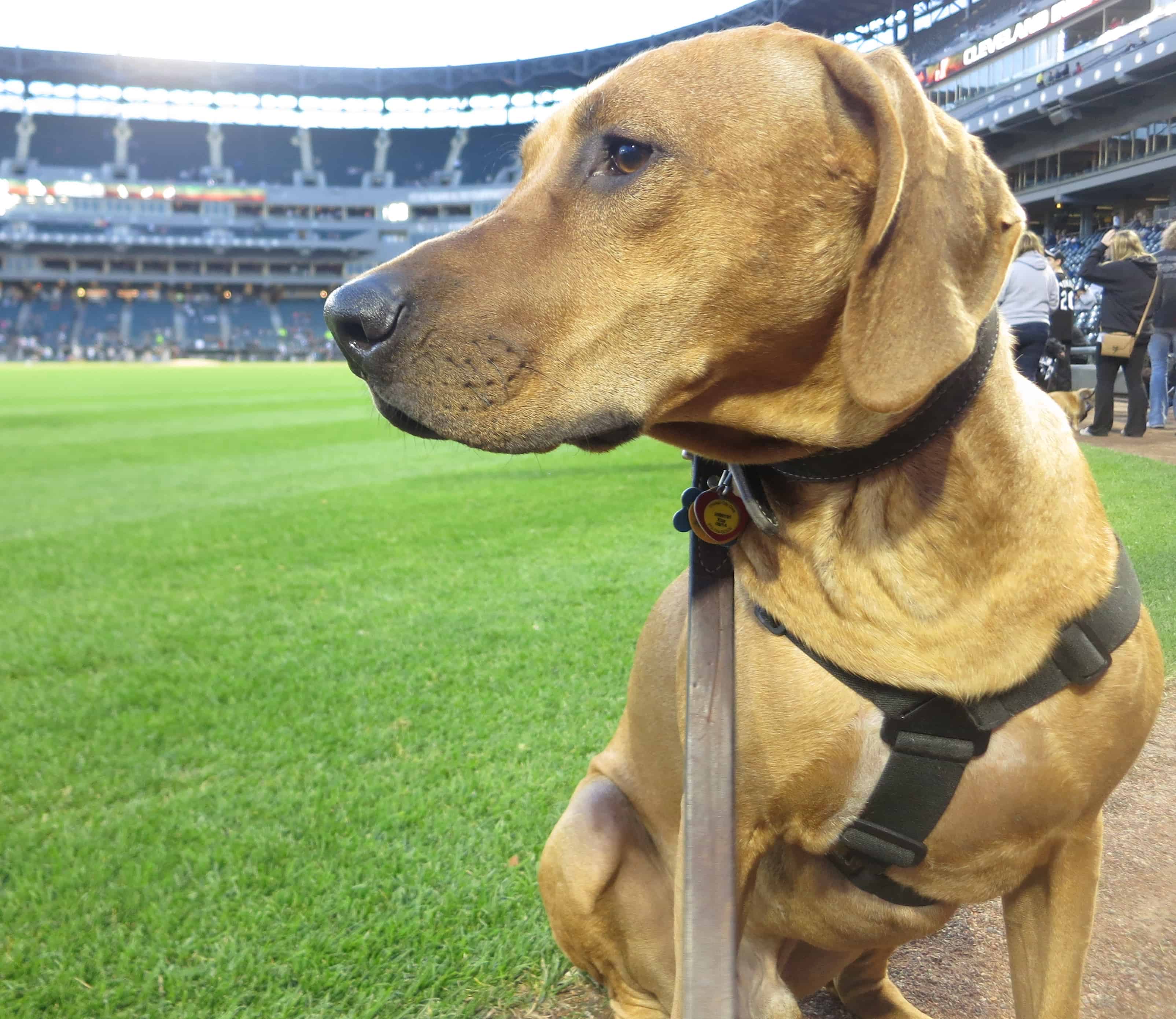 pet friendly events, rhodesian ridgeback