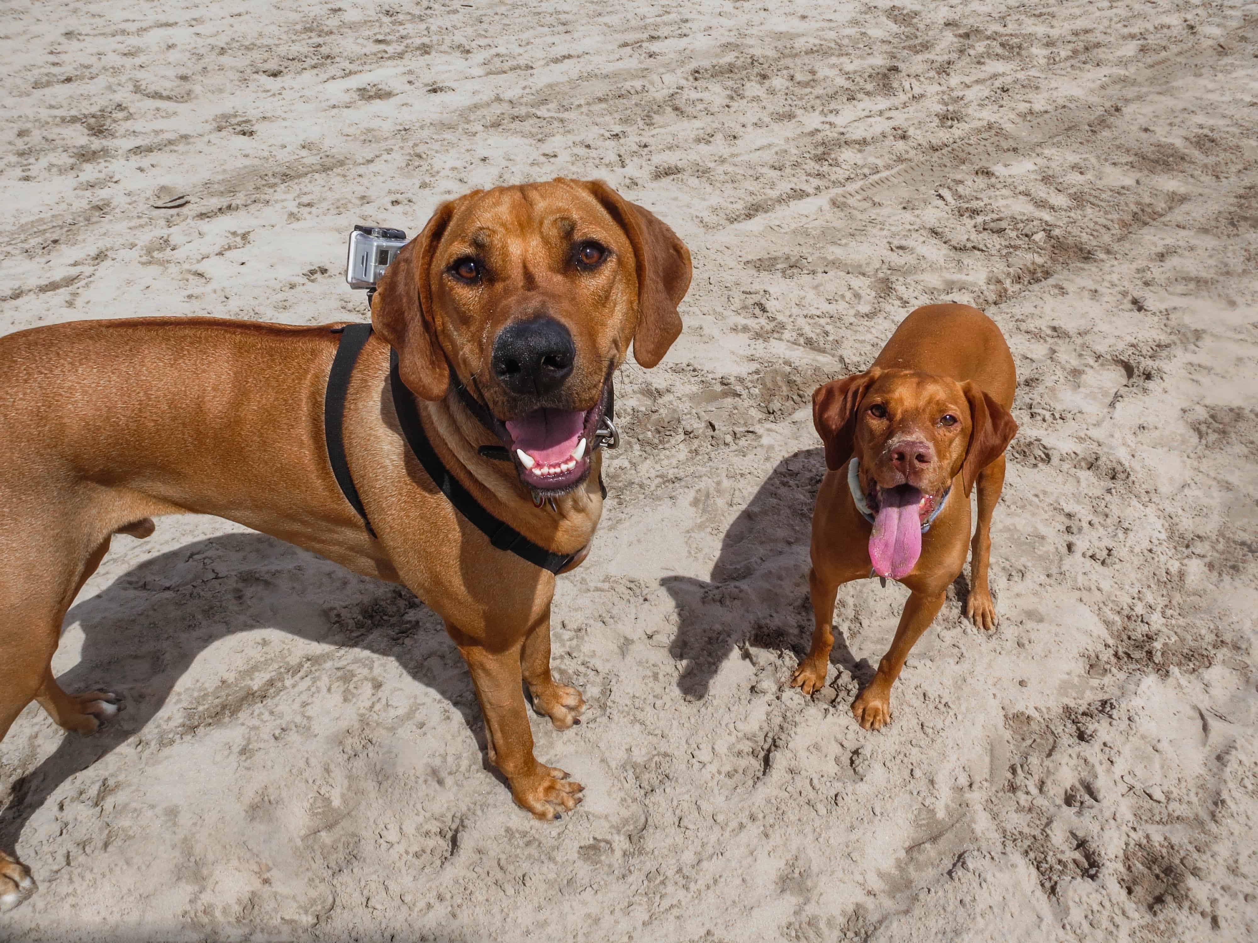 Marking Our Territory, Rhodesian Ridgeback, pet adventure, dog blog, pet photos, things to do with your dog