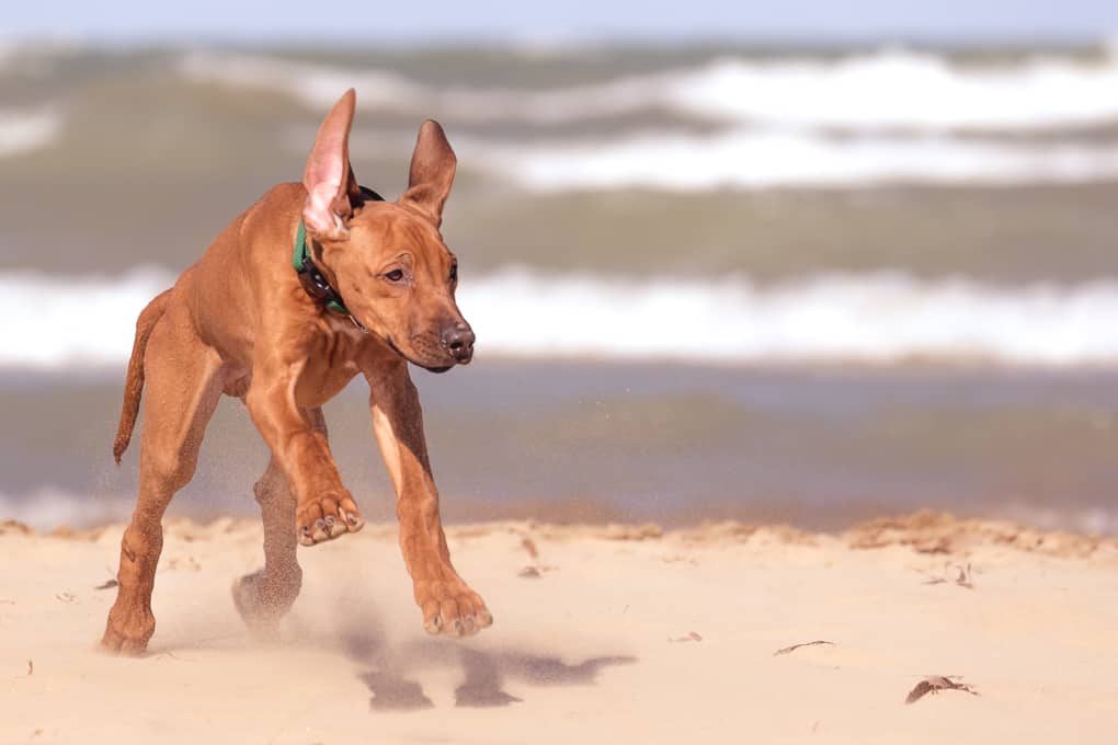 Rhodesian RIdgeback, Puppy, montrose dog beach, chicago, marking our territory, zero