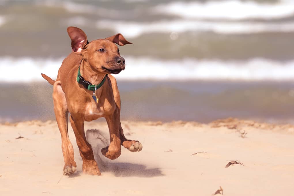 Rhodesian RIdgeback, Puppy, montrose dog beach, chicago, marking our territory, zero