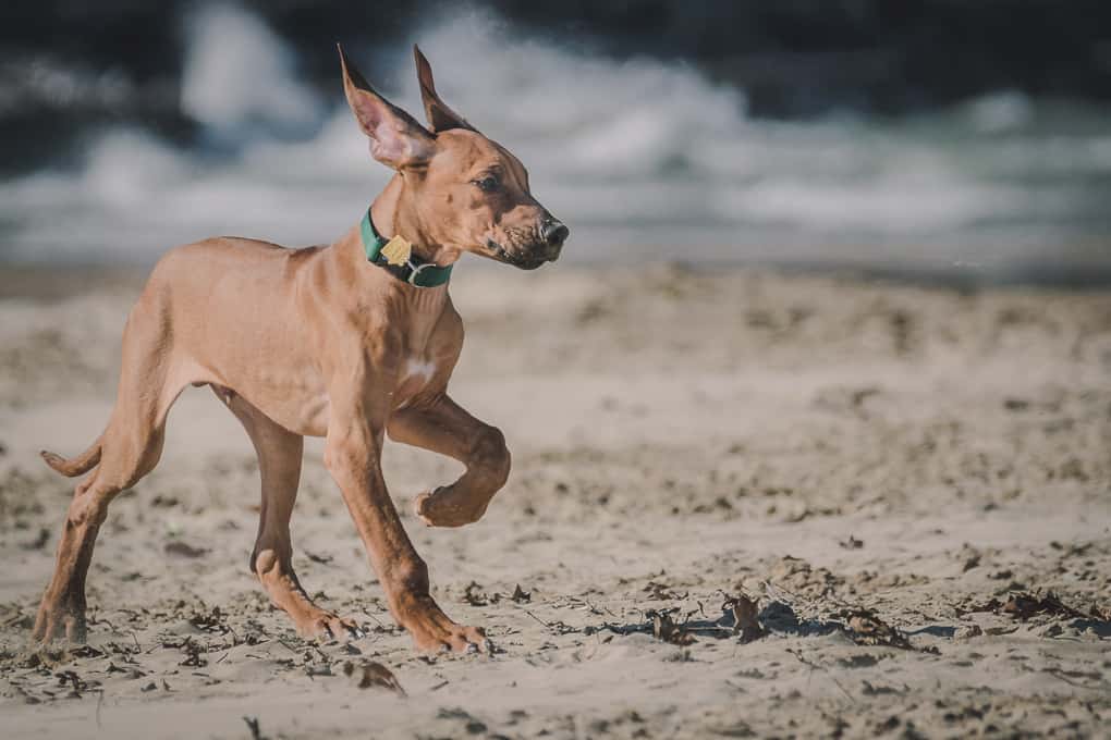 Rhodesian RIdgeback, Puppy, montrose dog beach, chicago, marking our territory, zero