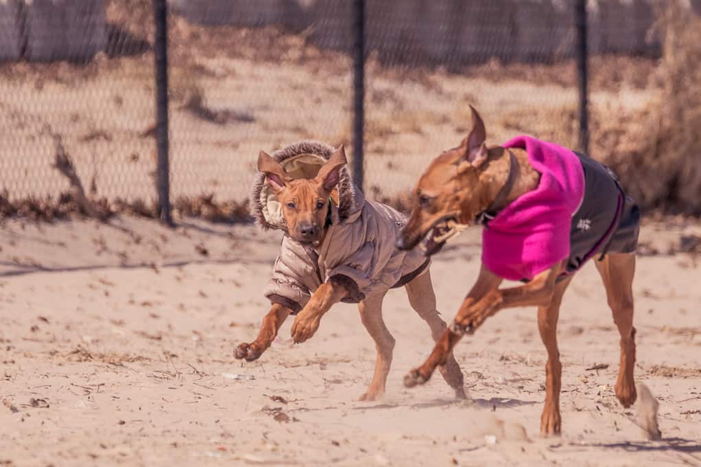 Rhodesian RIdgeback, Puppy, montrose dog beach, chicago, marking our territory, zero