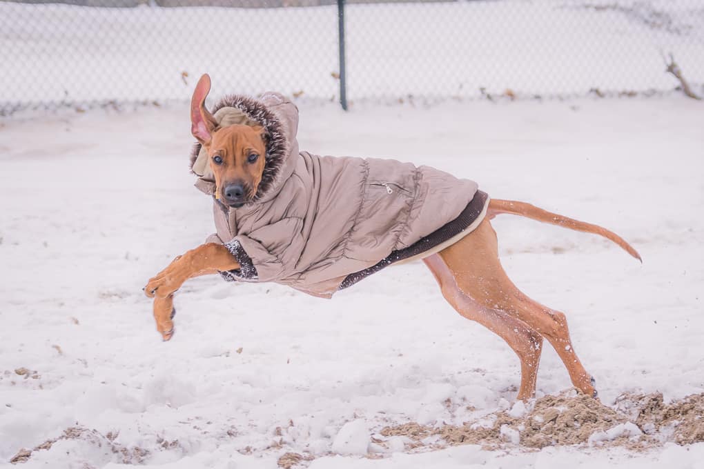 Rhodesian RIdgeback, Puppy, montrose dog beach, chicago, marking our territory, zero