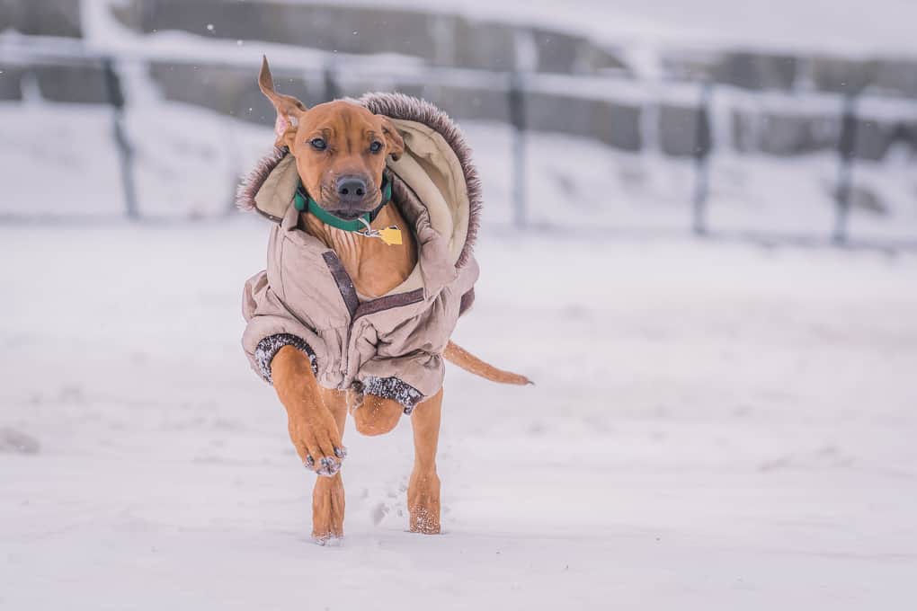 Rhodesian RIdgeback, Puppy, montrose dog beach, chicago, marking our territory, zero